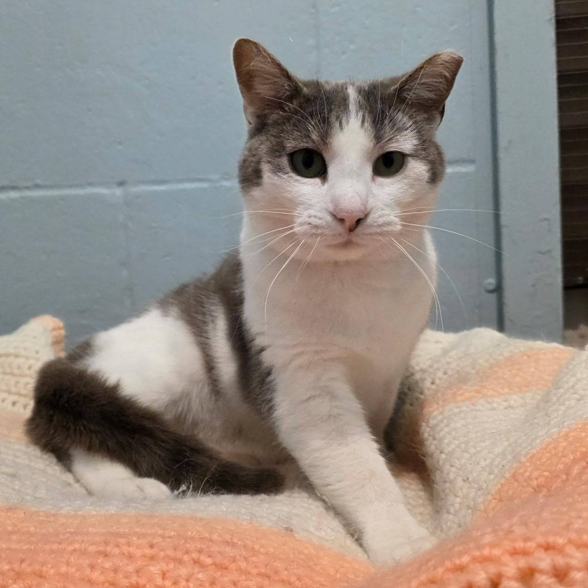 Enlarge Hissy Missy aka Ms. Hiss A Lot, a ADOPTABLE mixed breed in Smithtown, NY image 3/4