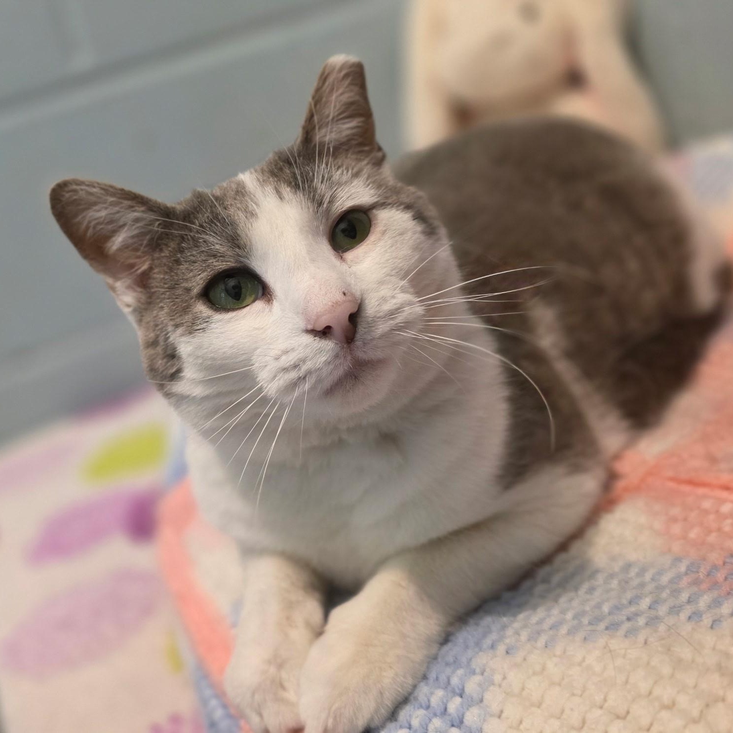 Enlarge Hissy Missy aka Ms. Hiss A Lot, a ADOPTABLE mixed breed in Smithtown, NY image 1/4