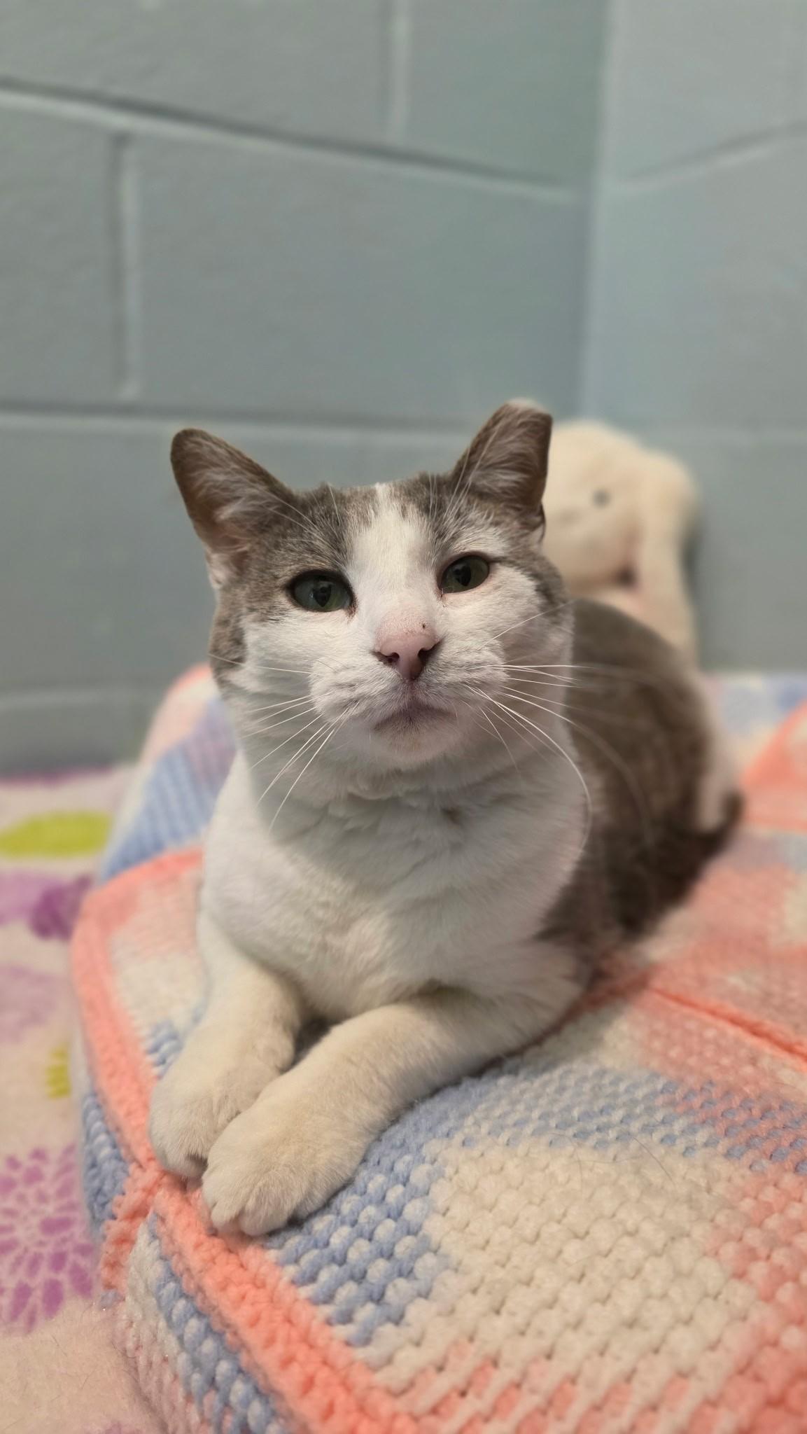 Enlarge Hissy Missy aka Ms. Hiss A Lot, a ADOPTABLE mixed breed in Smithtown, NY image 4/4