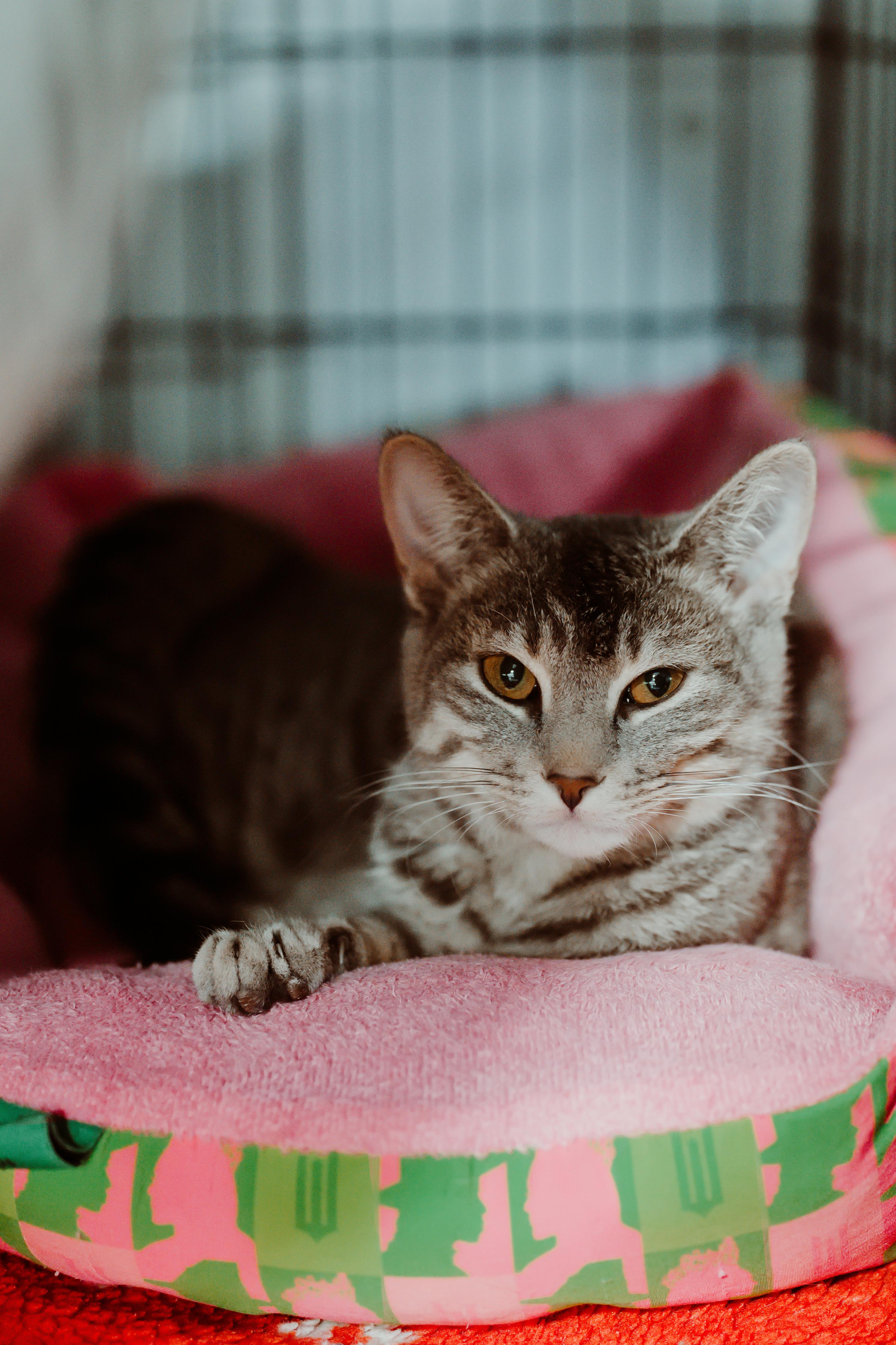 Marla, adopted, Young Female Tabby.