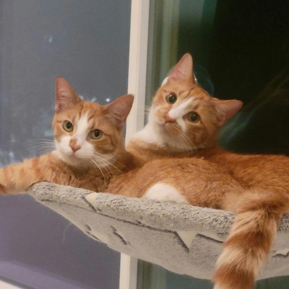 Enlarge Michi, a Adoptable Domestic Short Hair in Houston, TX image 4/6