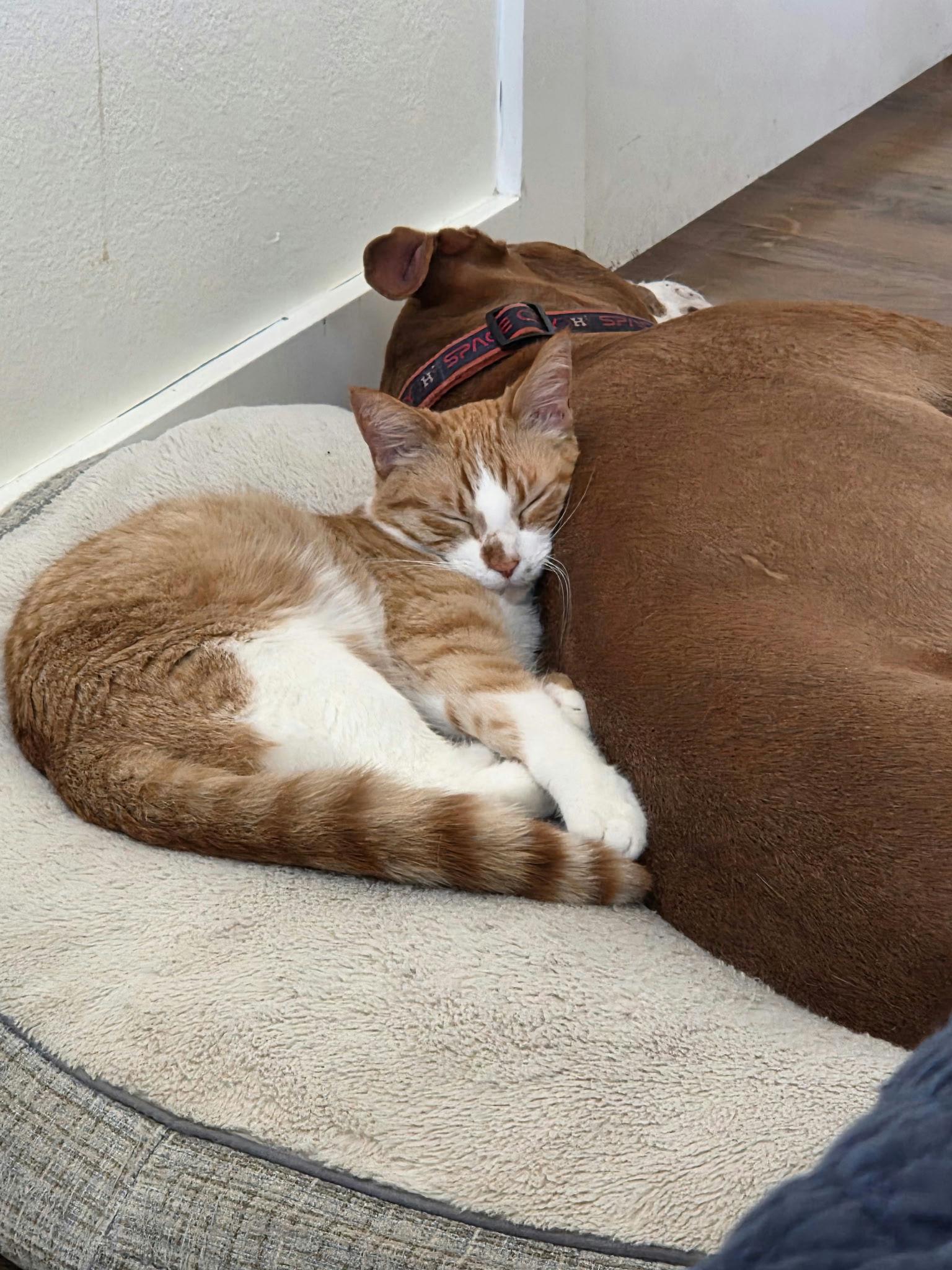 Enlarge Michi, a Adoptable Domestic Short Hair in Houston, TX image 2/6