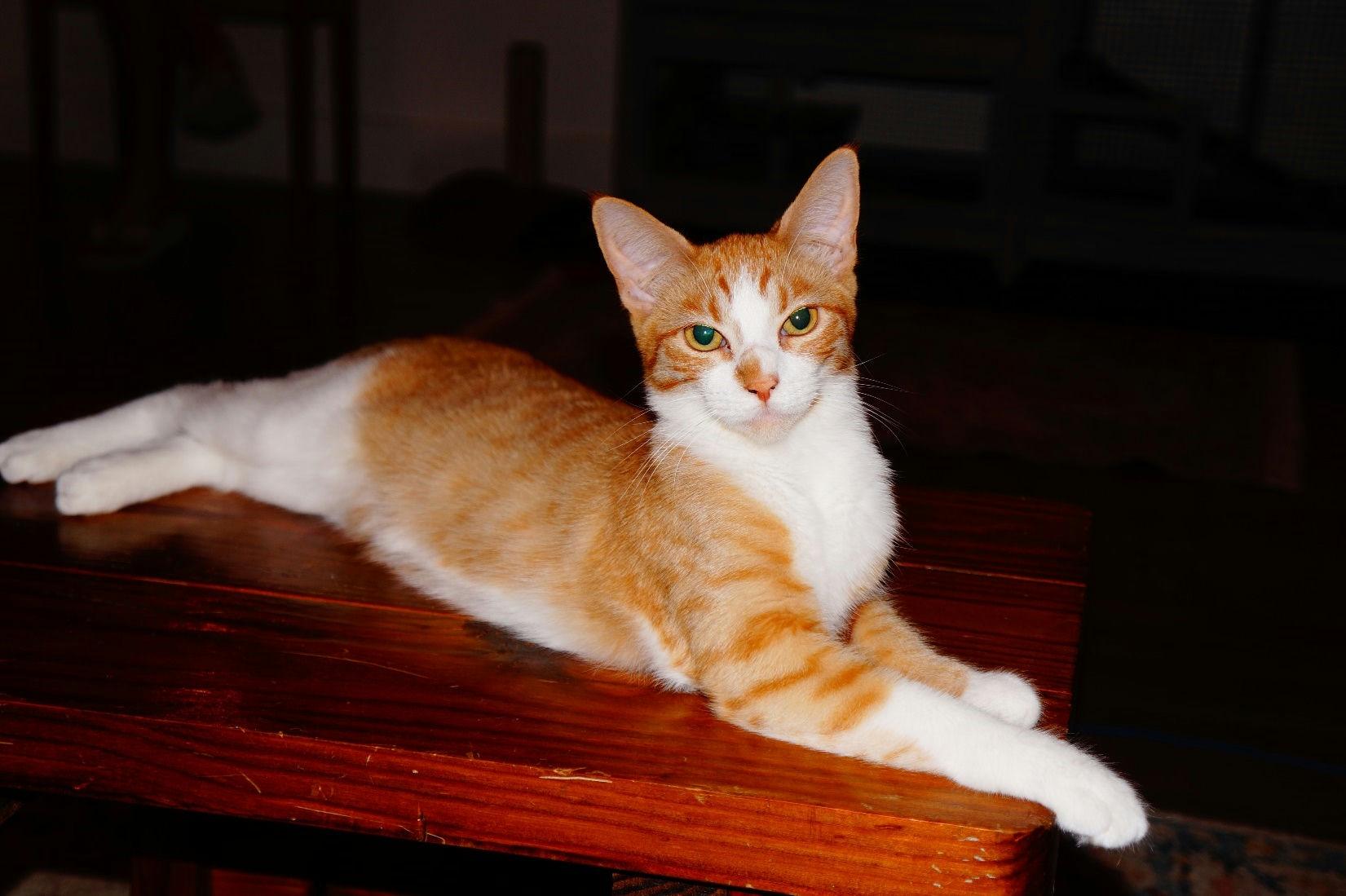 Michi, Baby Female unknown