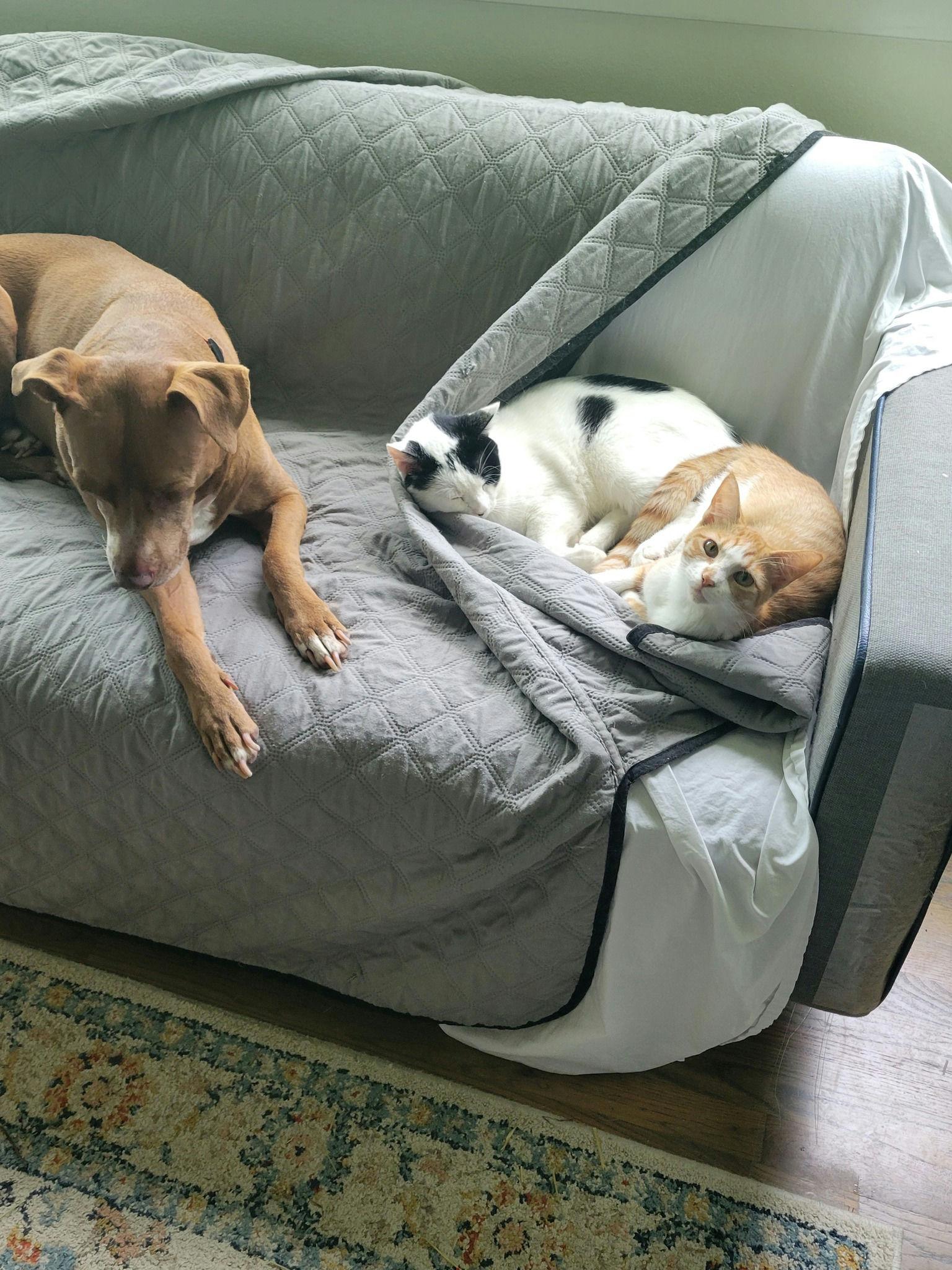 Enlarge Michi, a Adoptable Domestic Short Hair in Houston, TX image 6/6