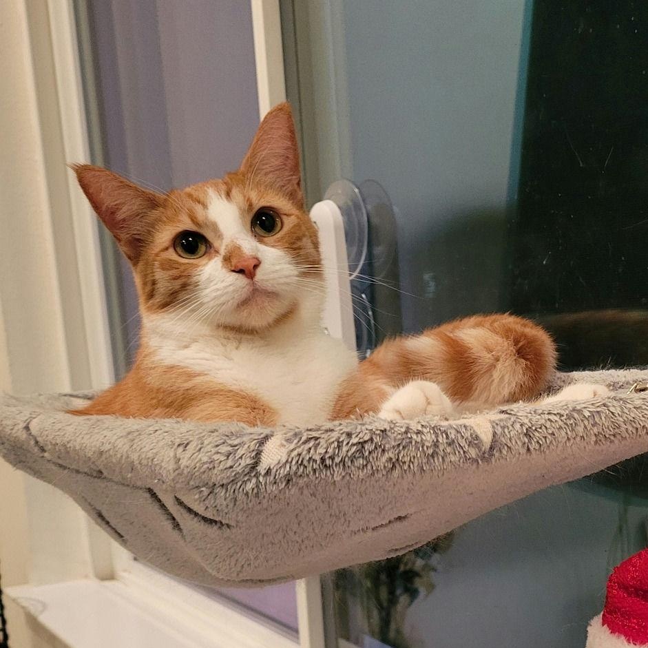 Enlarge Michi, a Adoptable Domestic Short Hair in Houston, TX image 2/6