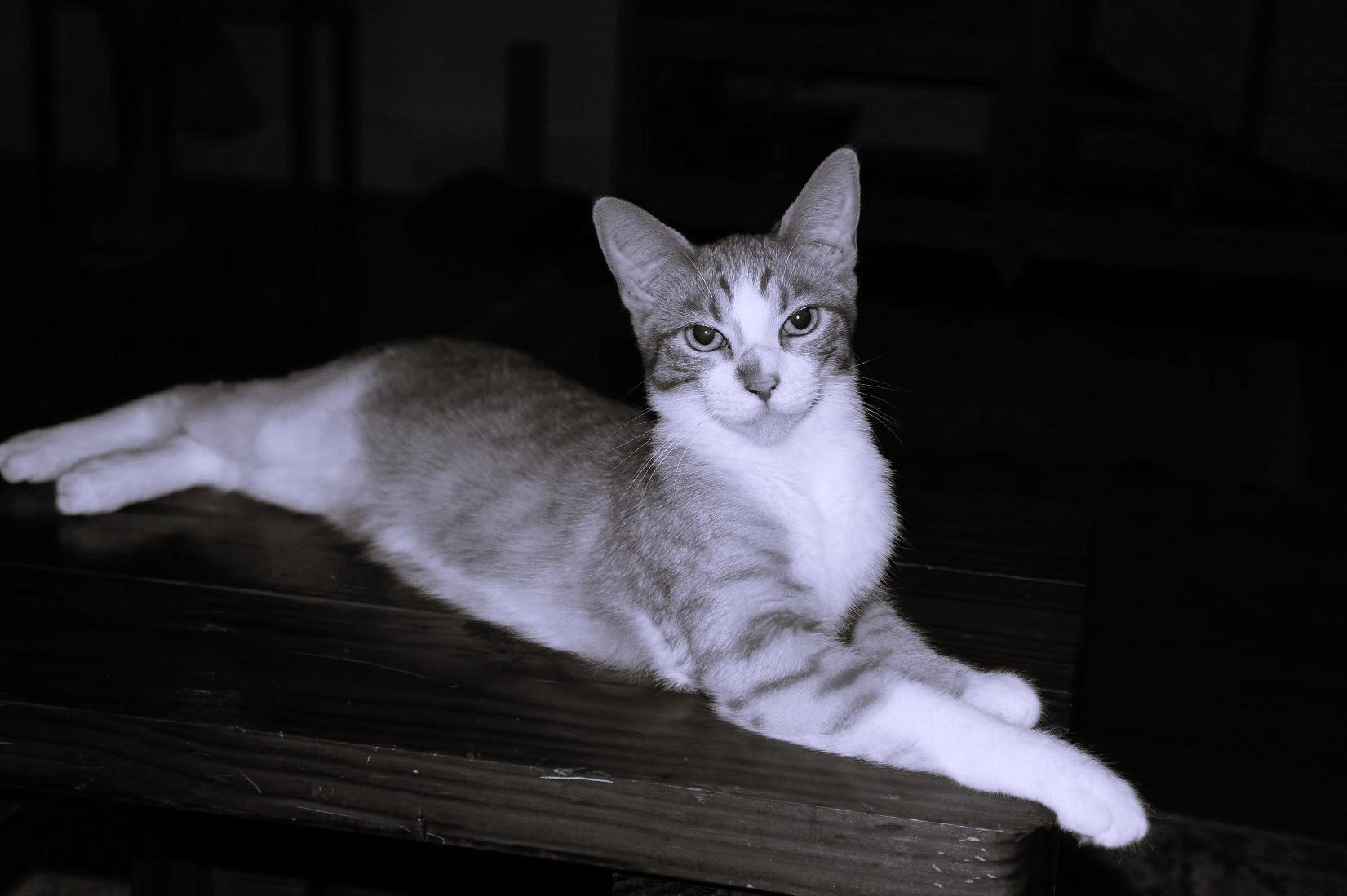 Michi photo 5