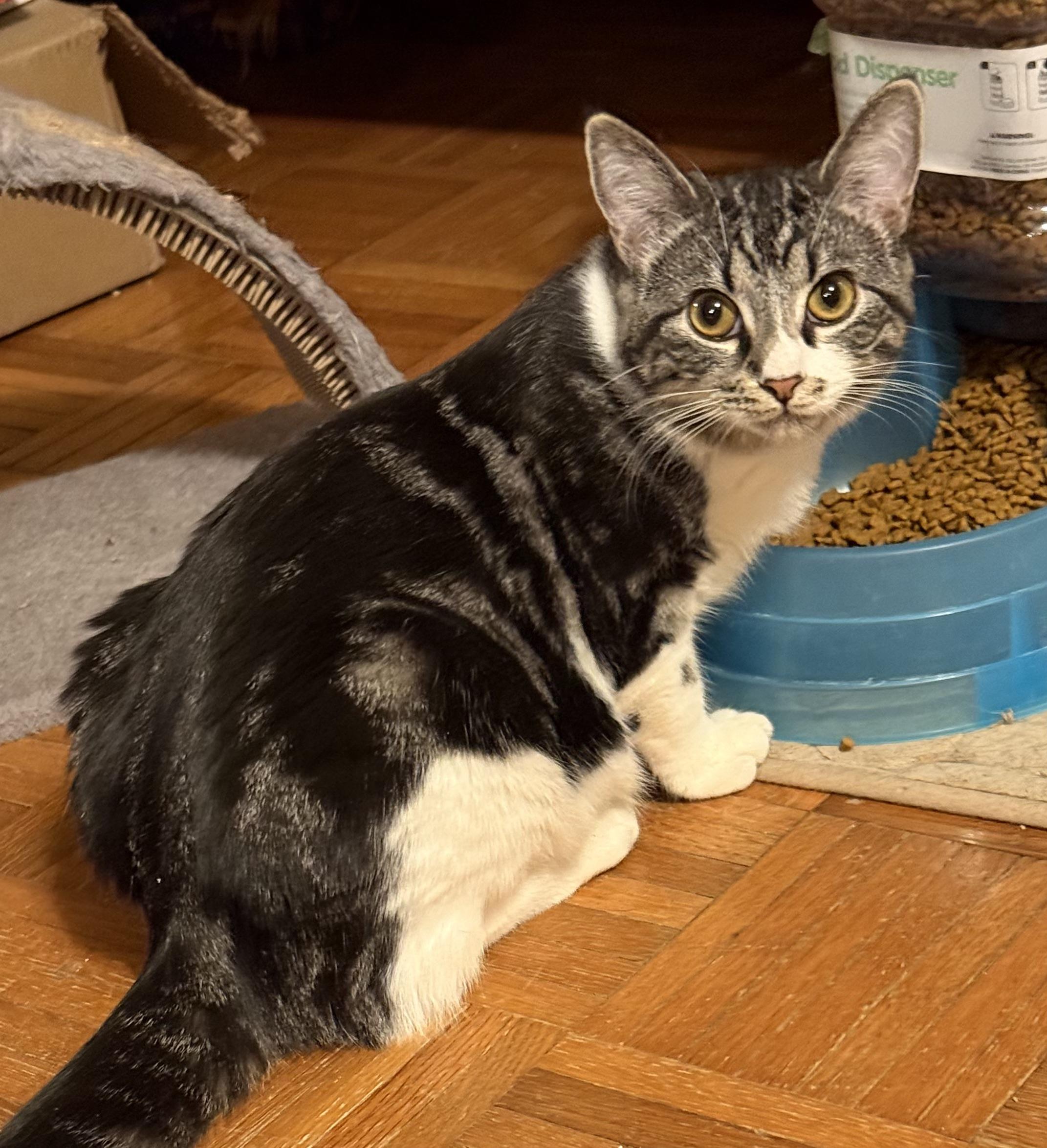 Sadie, Adoptable, Young Female Tabby.