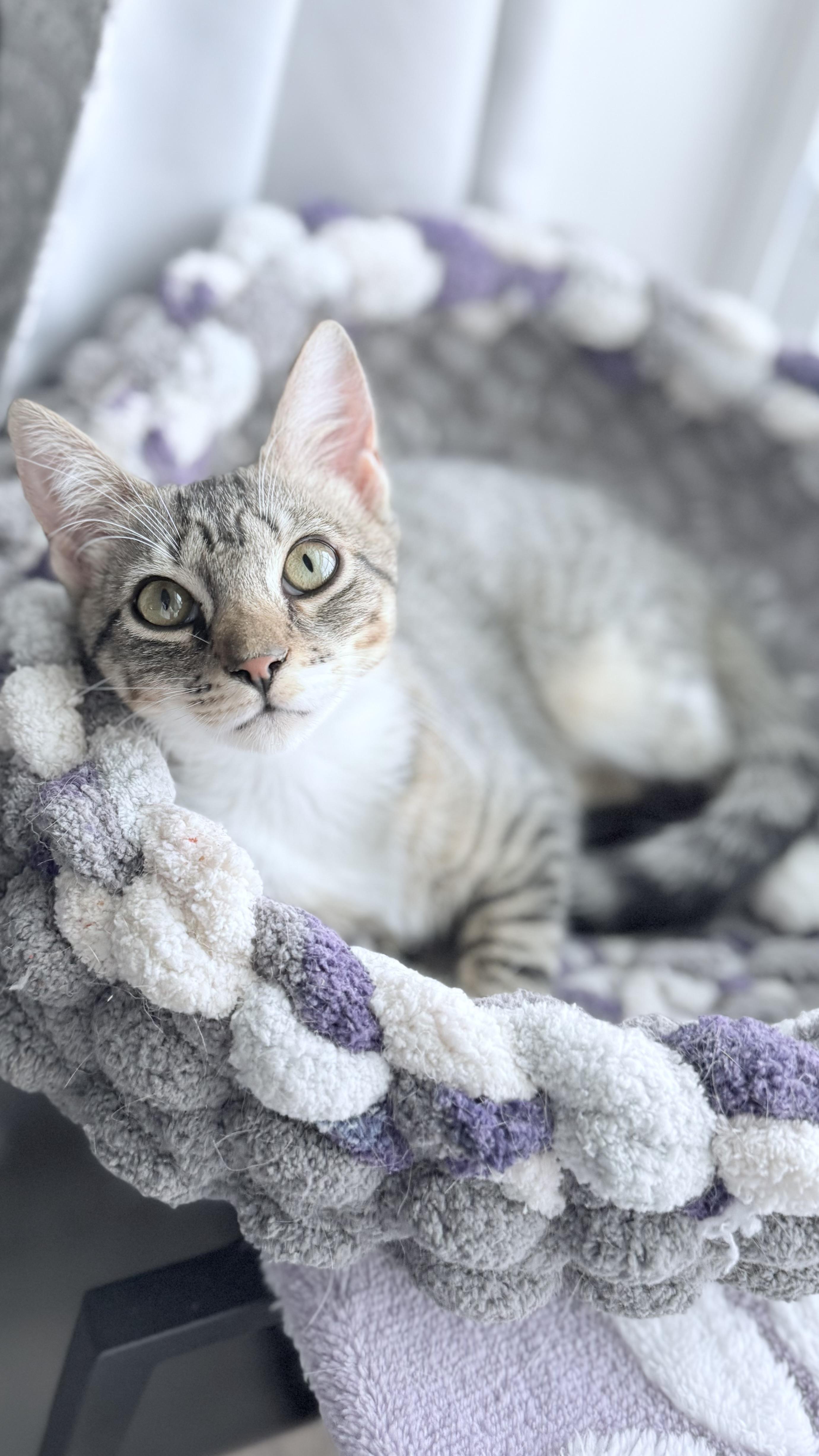 Enlarge Alva, an adoptable Domestic Short Hair in Lacona, NY image 2/6