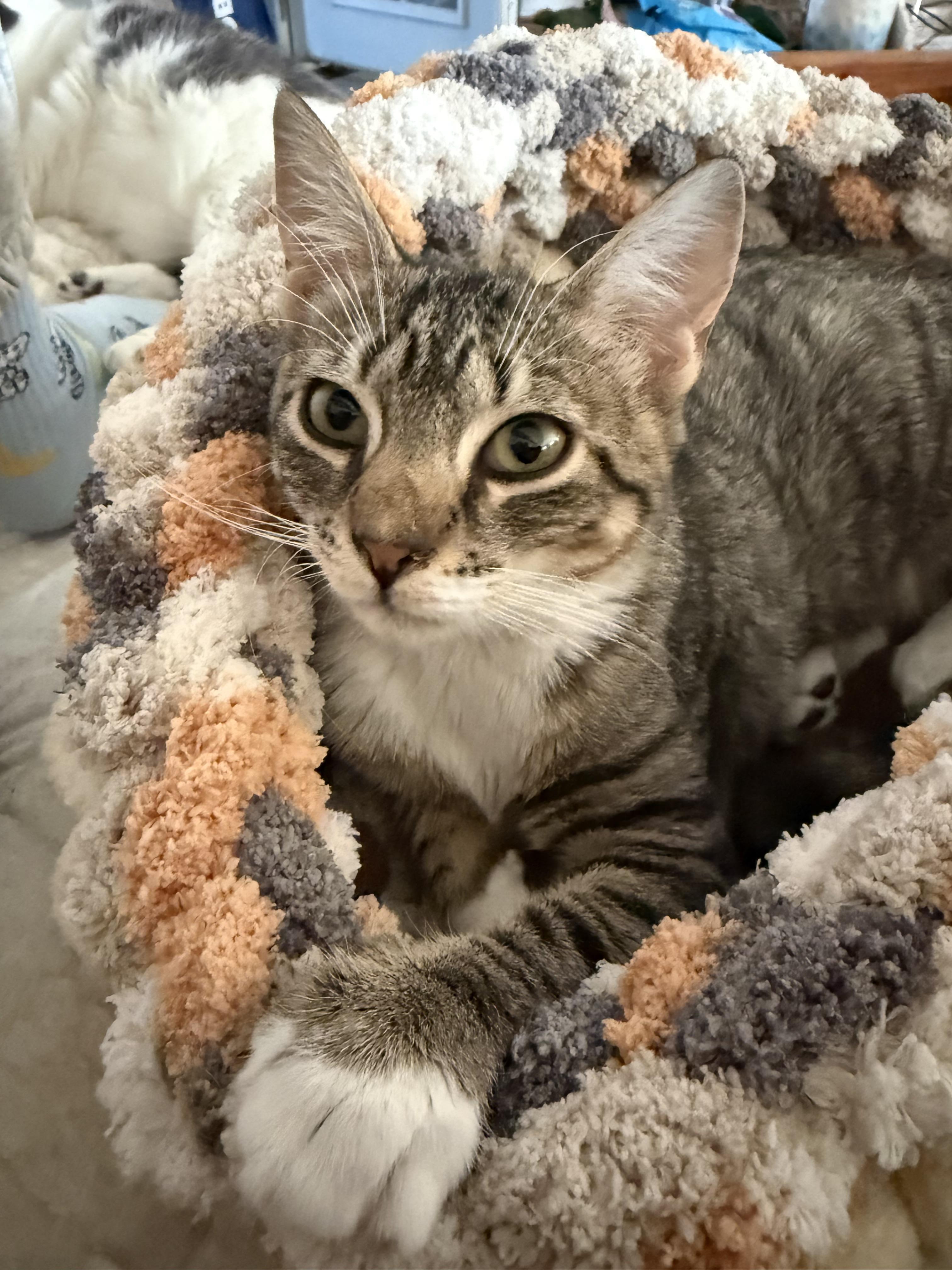 Enlarge Alva, an adoptable Domestic Short Hair in Lacona, NY image 6/6