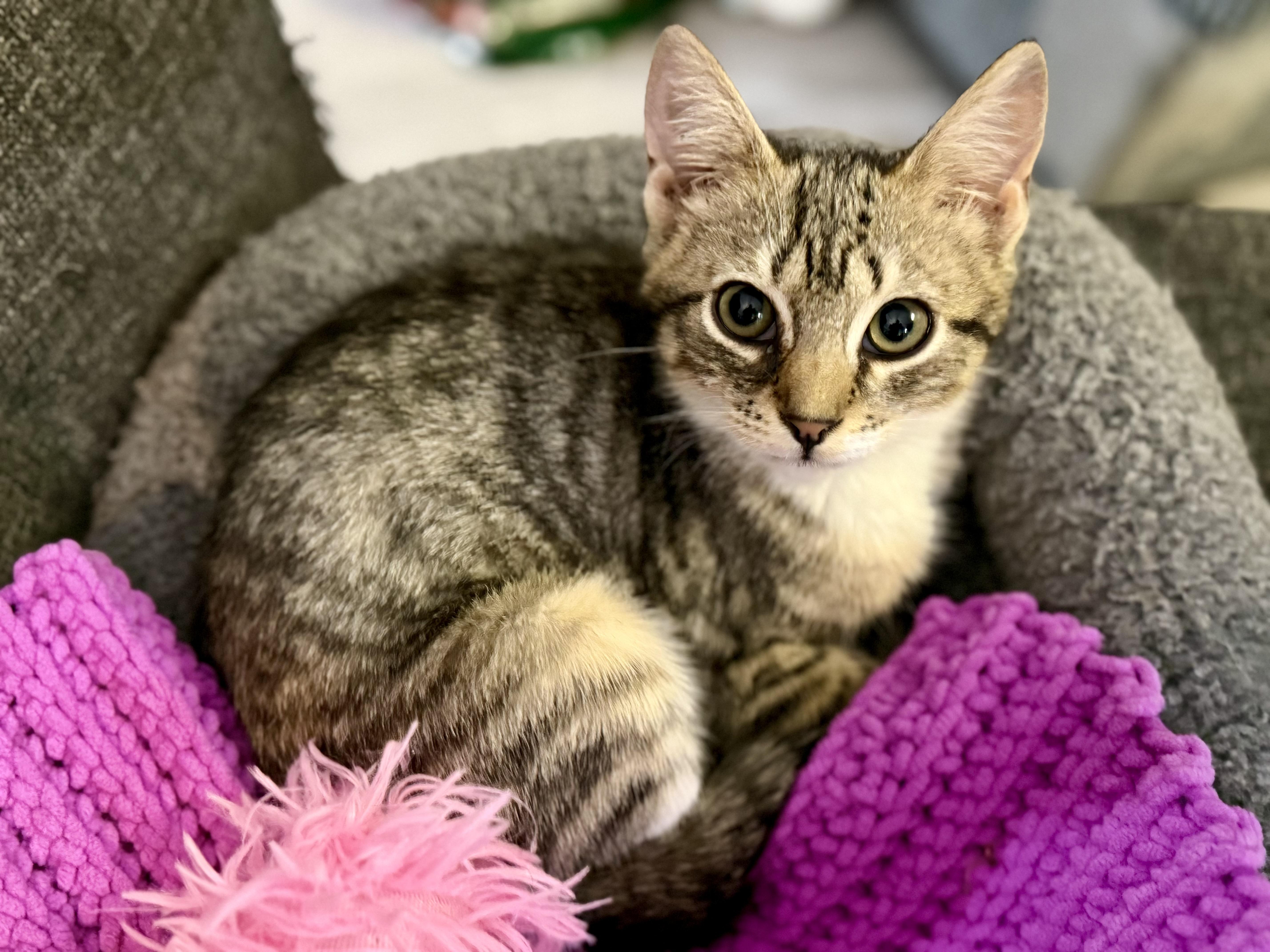 Alva, adoptable, Kitten Female Domestic Short Hair.