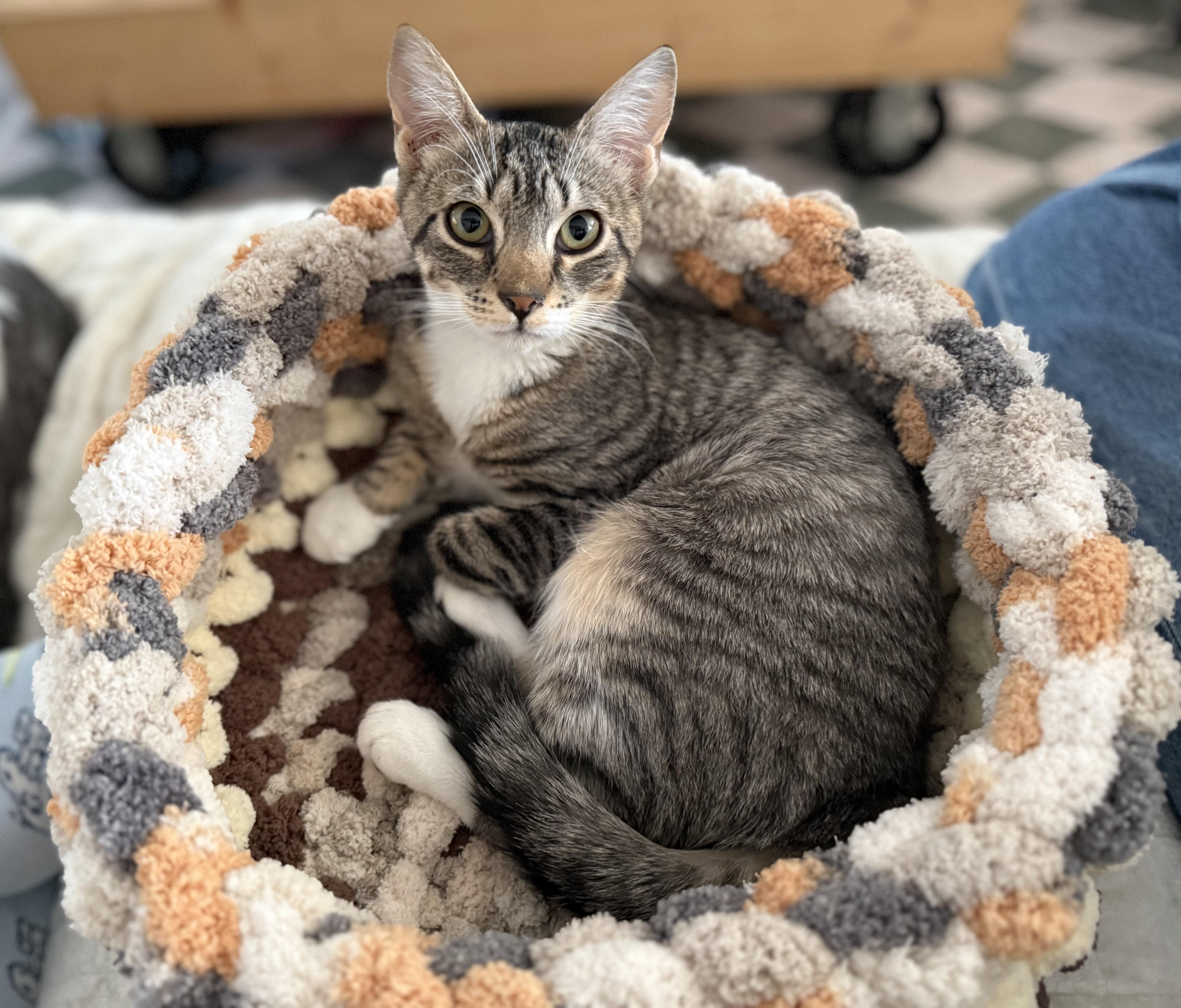 Alva, adoptable, Kitten Female Domestic Short Hair.