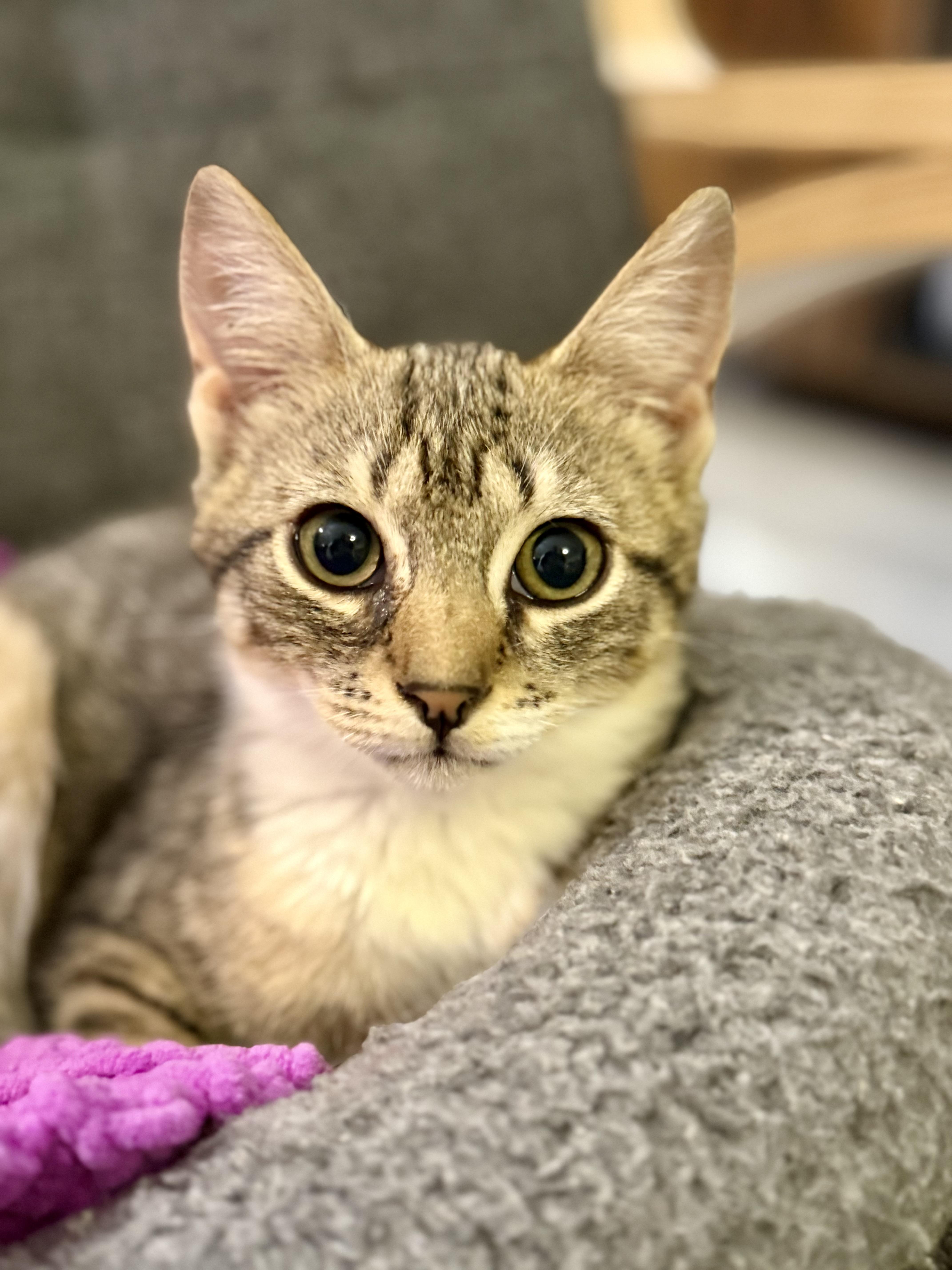 Enlarge Alva, an adoptable Domestic Short Hair in Lacona, NY image 5/6