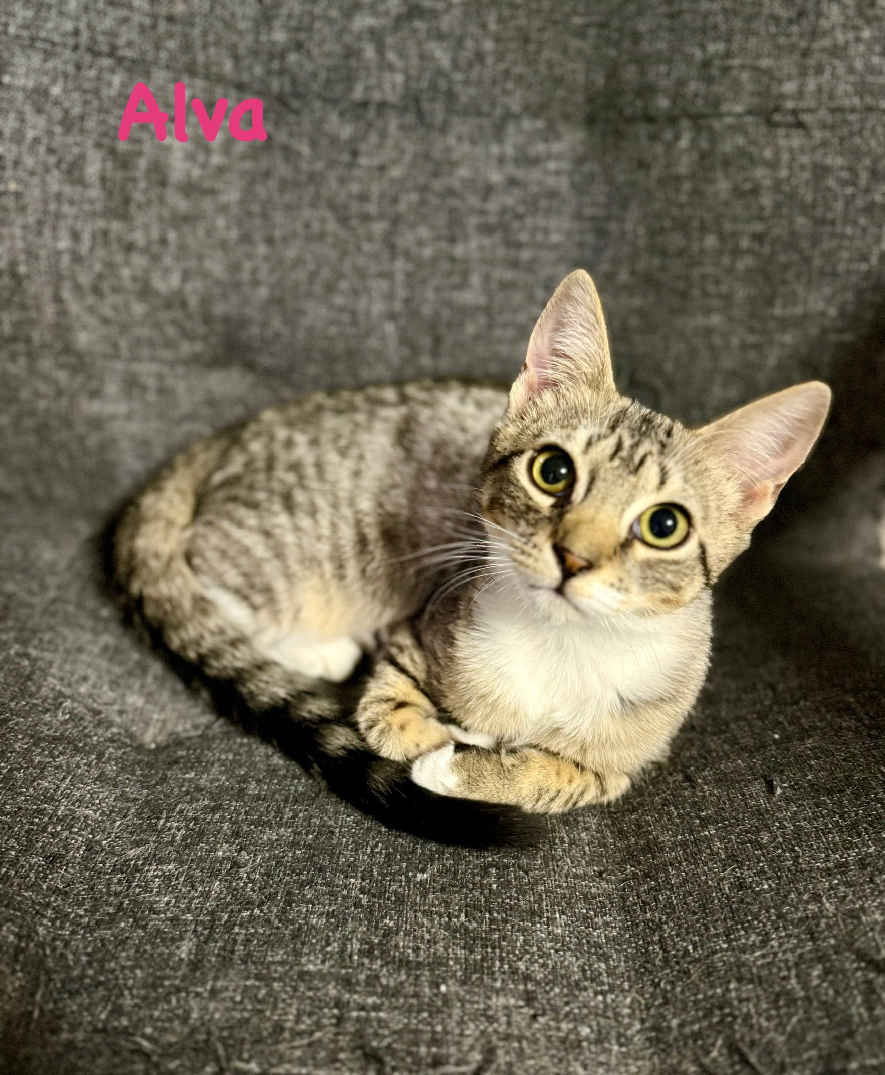 Enlarge Alva, an adoptable Domestic Short Hair in Lacona, NY image 3/6
