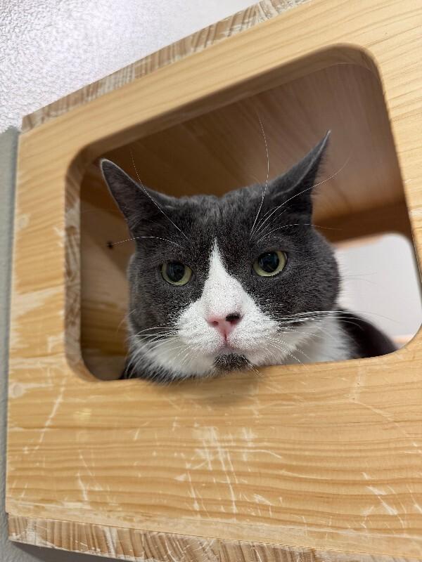 Mako, Adoptable, Adult Male Domestic Short Hair.