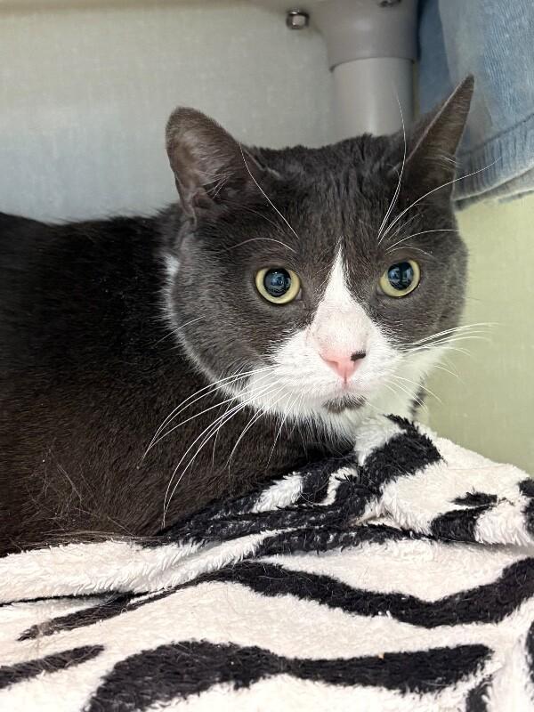 Enlarge Mako, a Adoptable Domestic Short Hair in Fort Collins, CO image 2/2