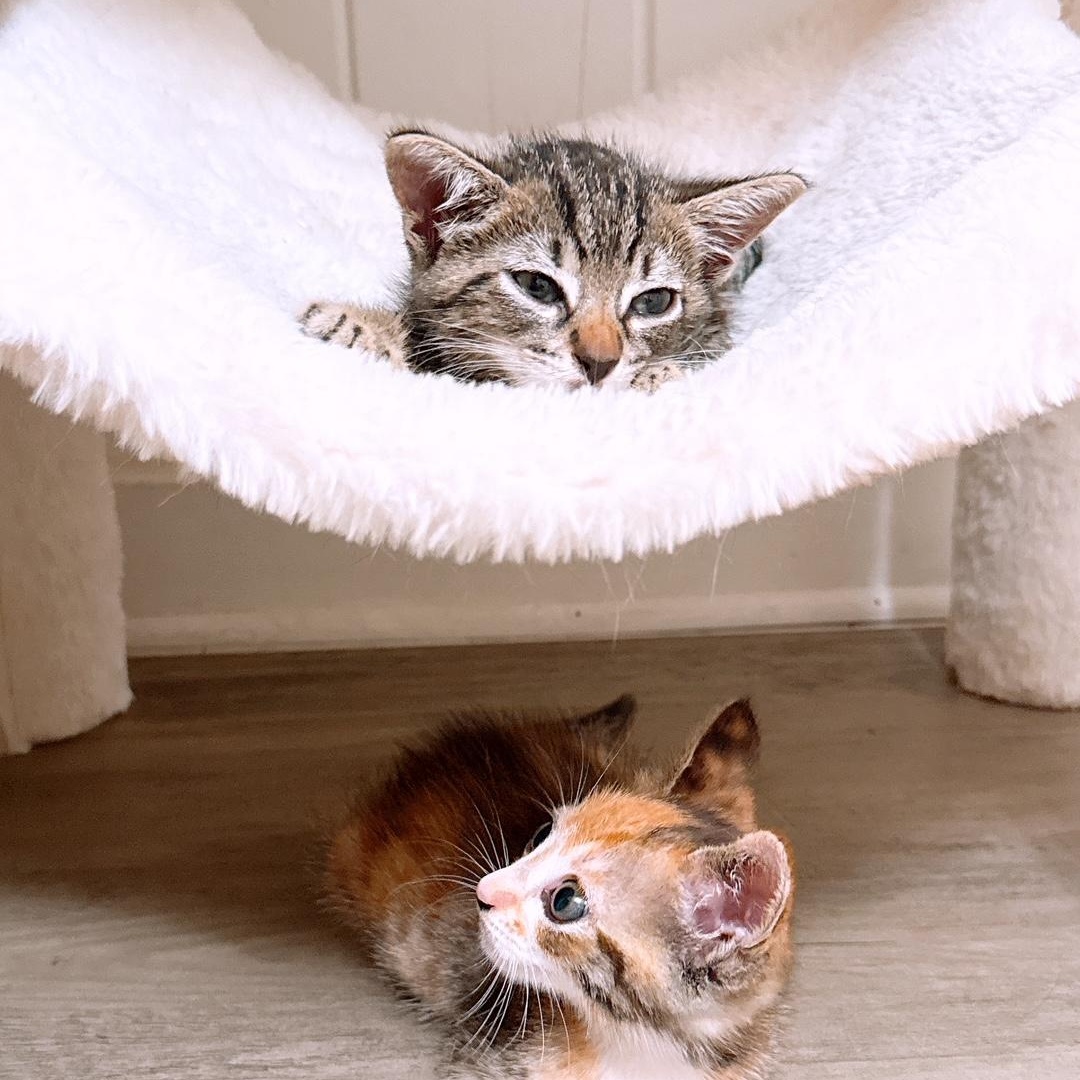 Peppers, an adoptable Domestic Short Hair in Ewa Beach, HI, 96706 | Photo Image 2