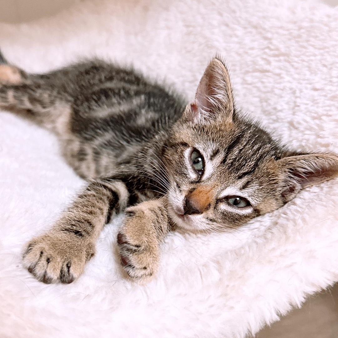 Peppers, an adoptable Domestic Short Hair in Ewa Beach, HI, 96706 | Photo Image 1