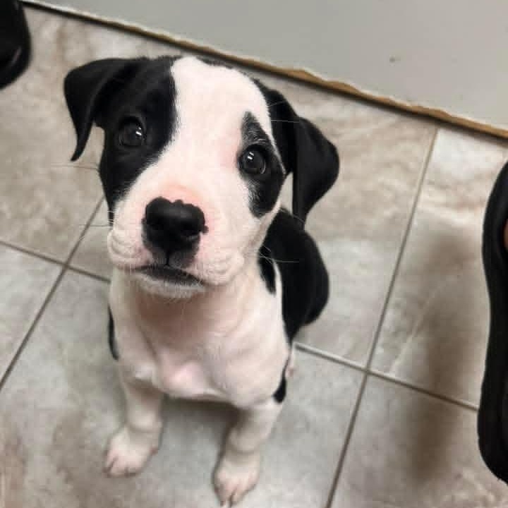 Brynn, adopted, Puppy Female Mixed Breed.