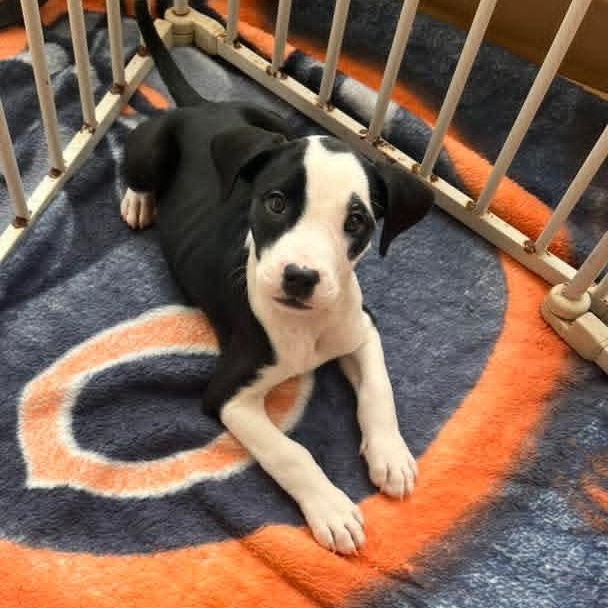 Enlarge Brynn, an adopted Mixed Breed in East Peoria, IL image 2/6