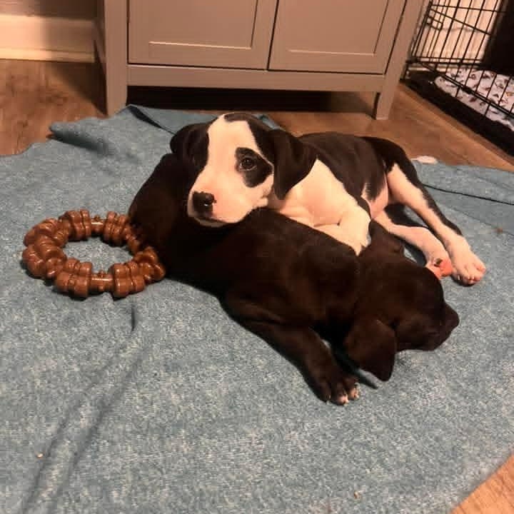Enlarge Brynn, an adopted Mixed Breed in East Peoria, IL image 6/6