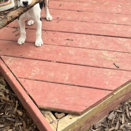 Enlarge Brynn, an adopted Mixed Breed in East Peoria, IL image 5/6