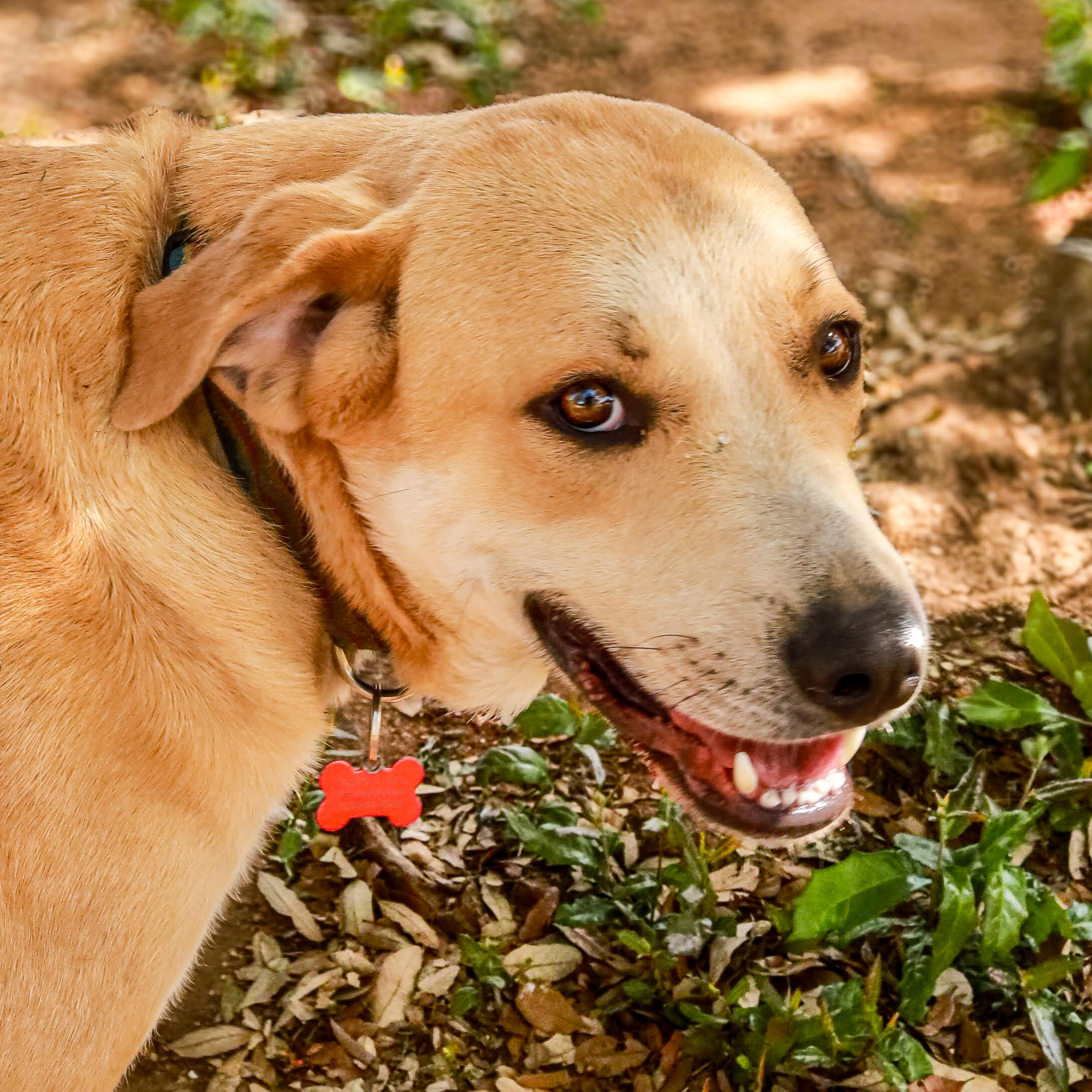 Sparky, Adoptable, Adult Male Great Pyrenees & Yellow Labrador Retriever.