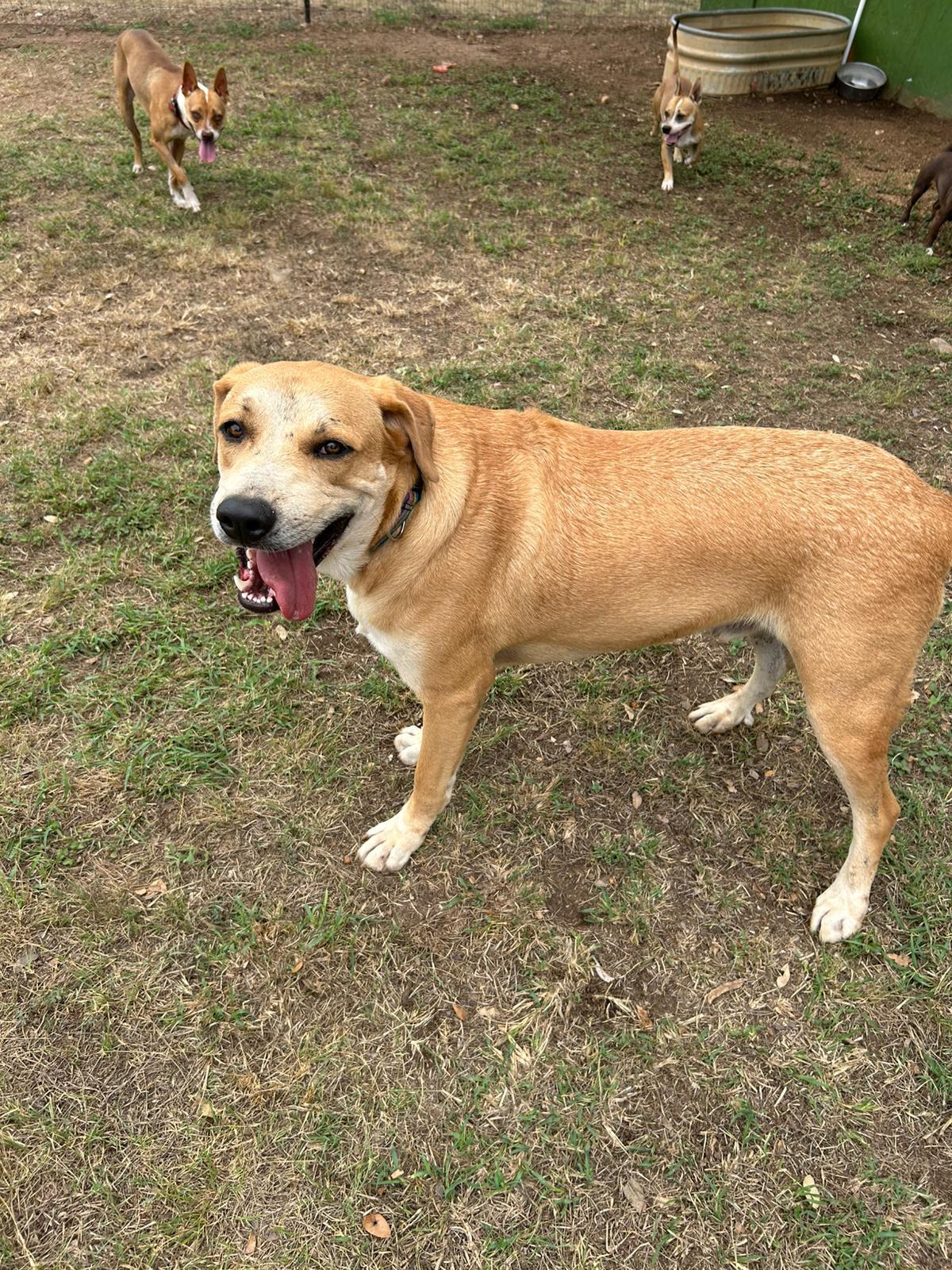Enlarge Sparky, a Adoptable Great Pyrenees in Marble Falls, TX image 1/5