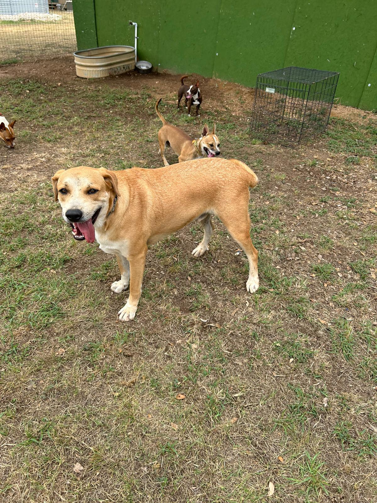 Enlarge Sparky, a Adoptable Great Pyrenees in Marble Falls, TX image 2/5