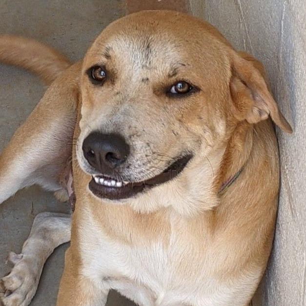 Enlarge Sparky, a Adoptable Great Pyrenees in Marble Falls, TX image 3/5