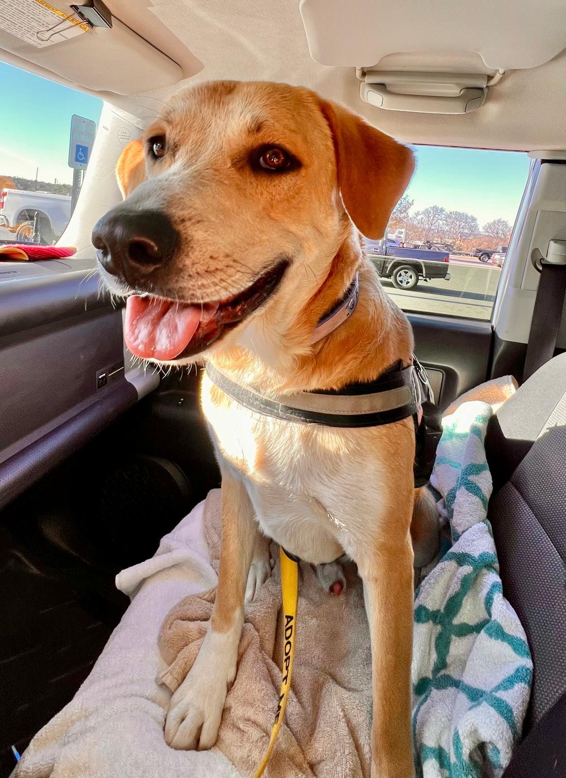 Enlarge Sparky, a Adoptable mixed breed in Marble Falls, TX image 2/2