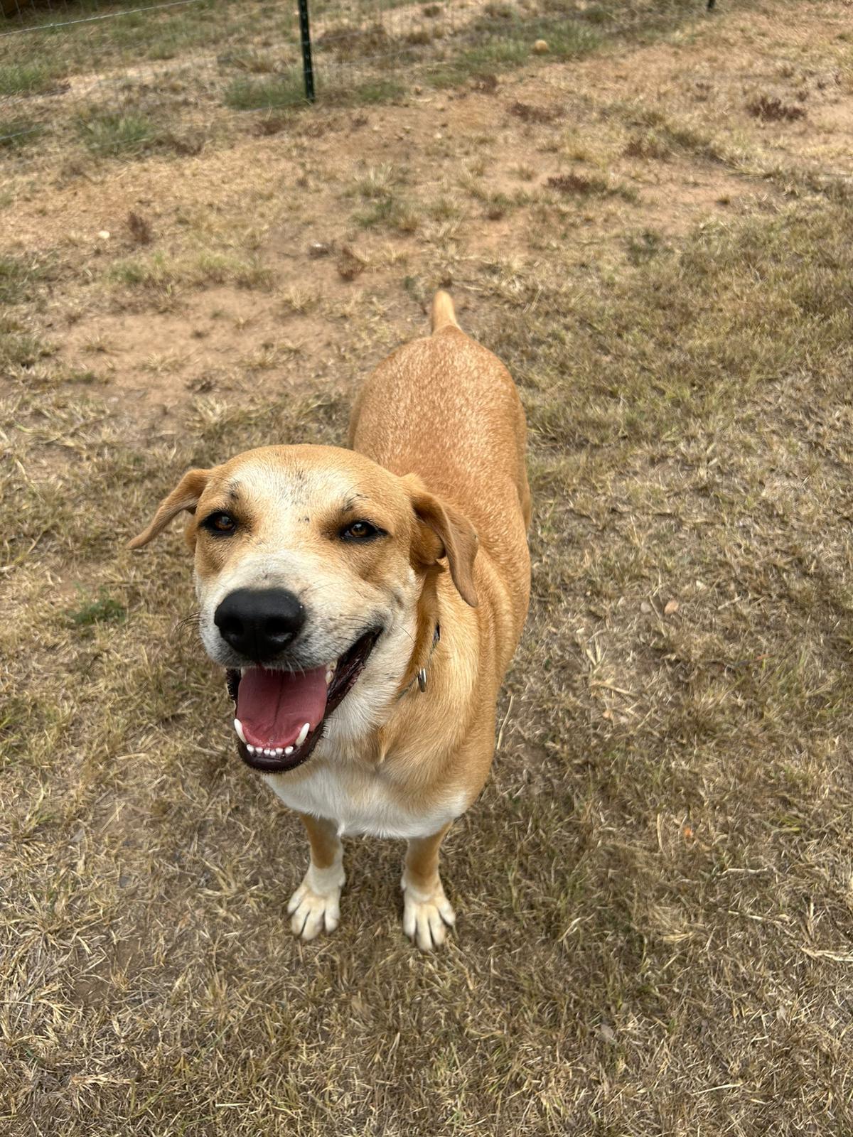 Enlarge Sparky, a Adoptable Great Pyrenees in Marble Falls, TX image 5/5