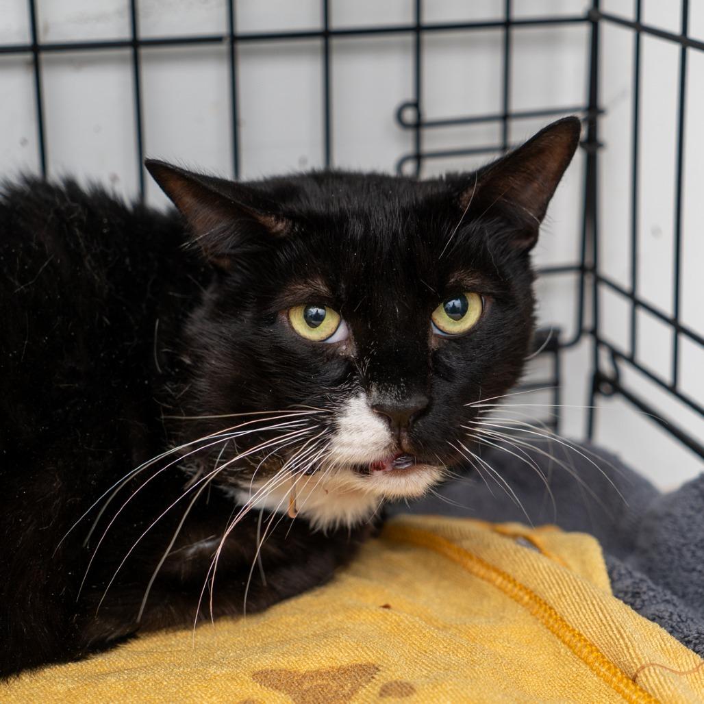 Pawsta Keaton thumbnail 2