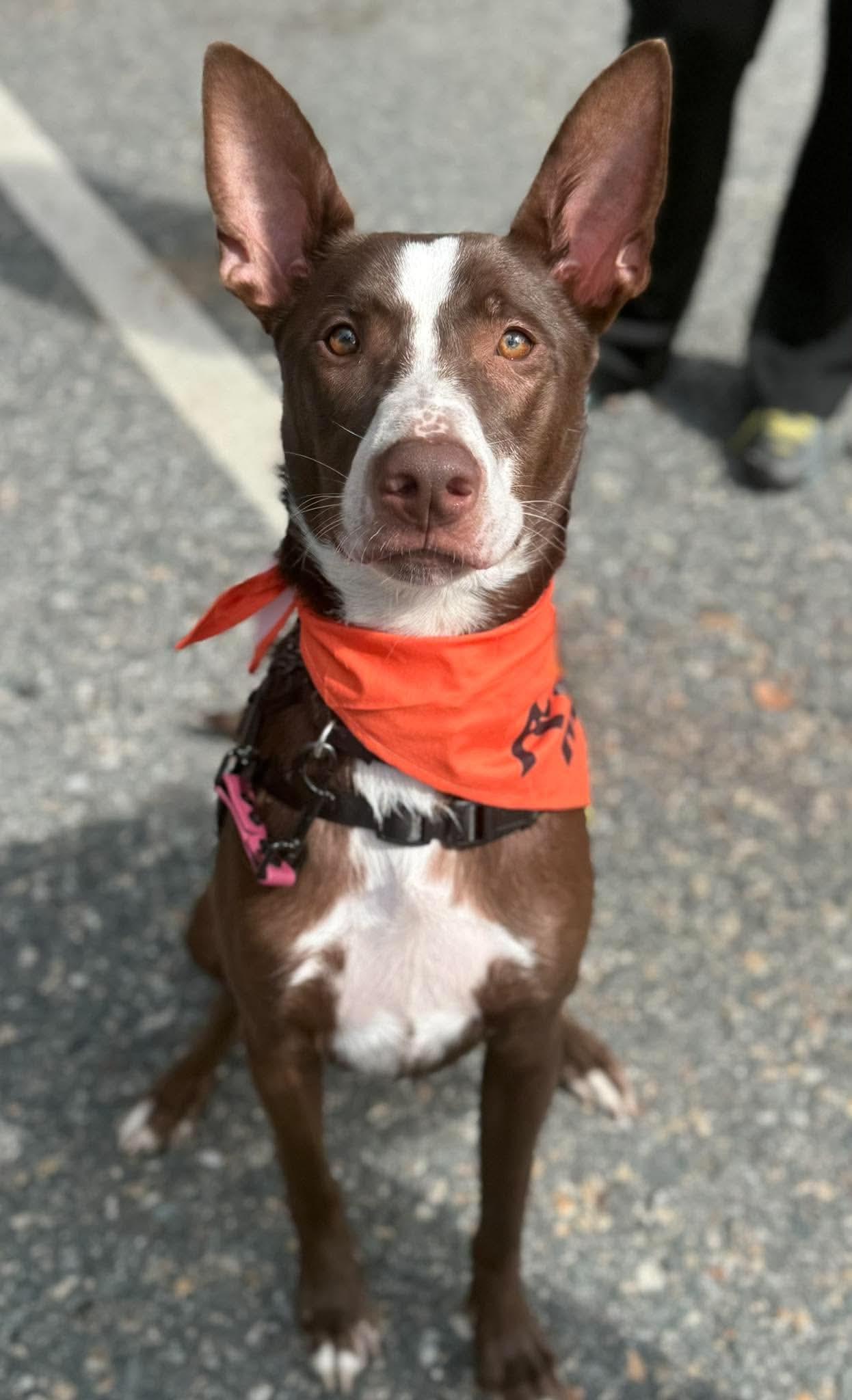 Enlarge Loup-Garou, a Adoptable mixed breed in Randolph Center, VT image 4/4