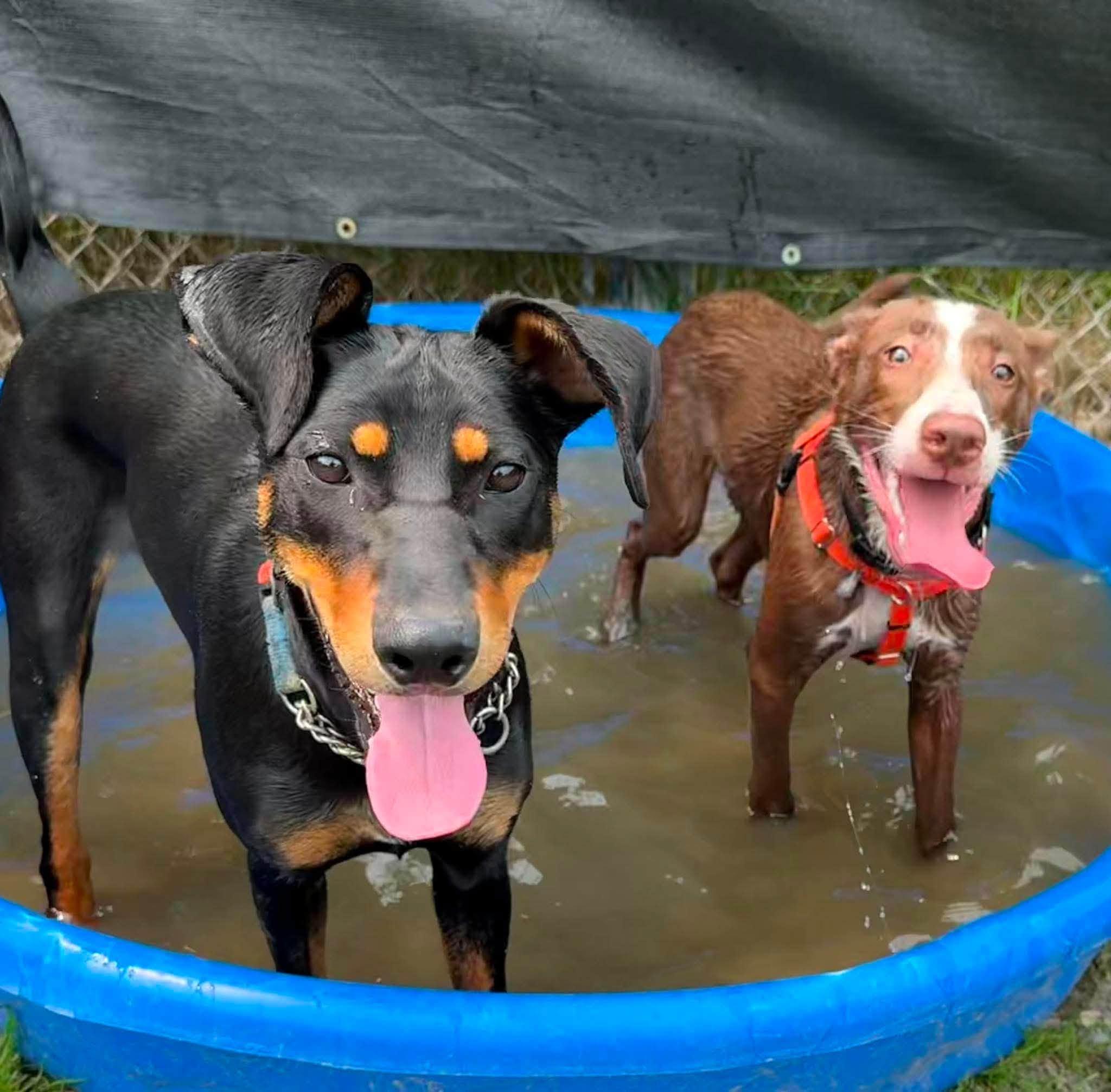 Loup-Garou, a ADOPTABLE mixed breed in Randolph Center, VT image 5/5