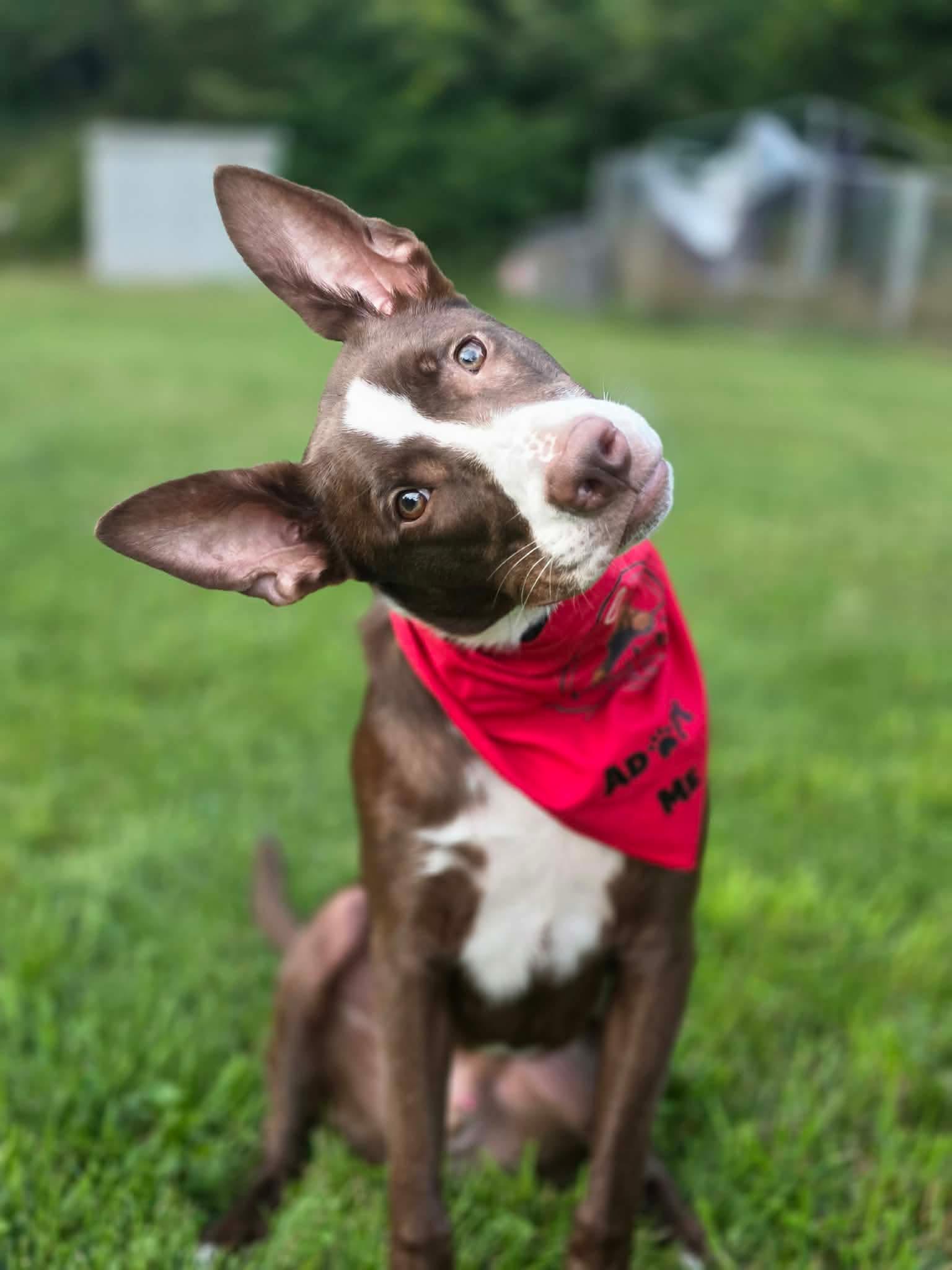 Enlarge Loup-Garou, a Adoptable mixed breed in Randolph Center, VT image 3/4