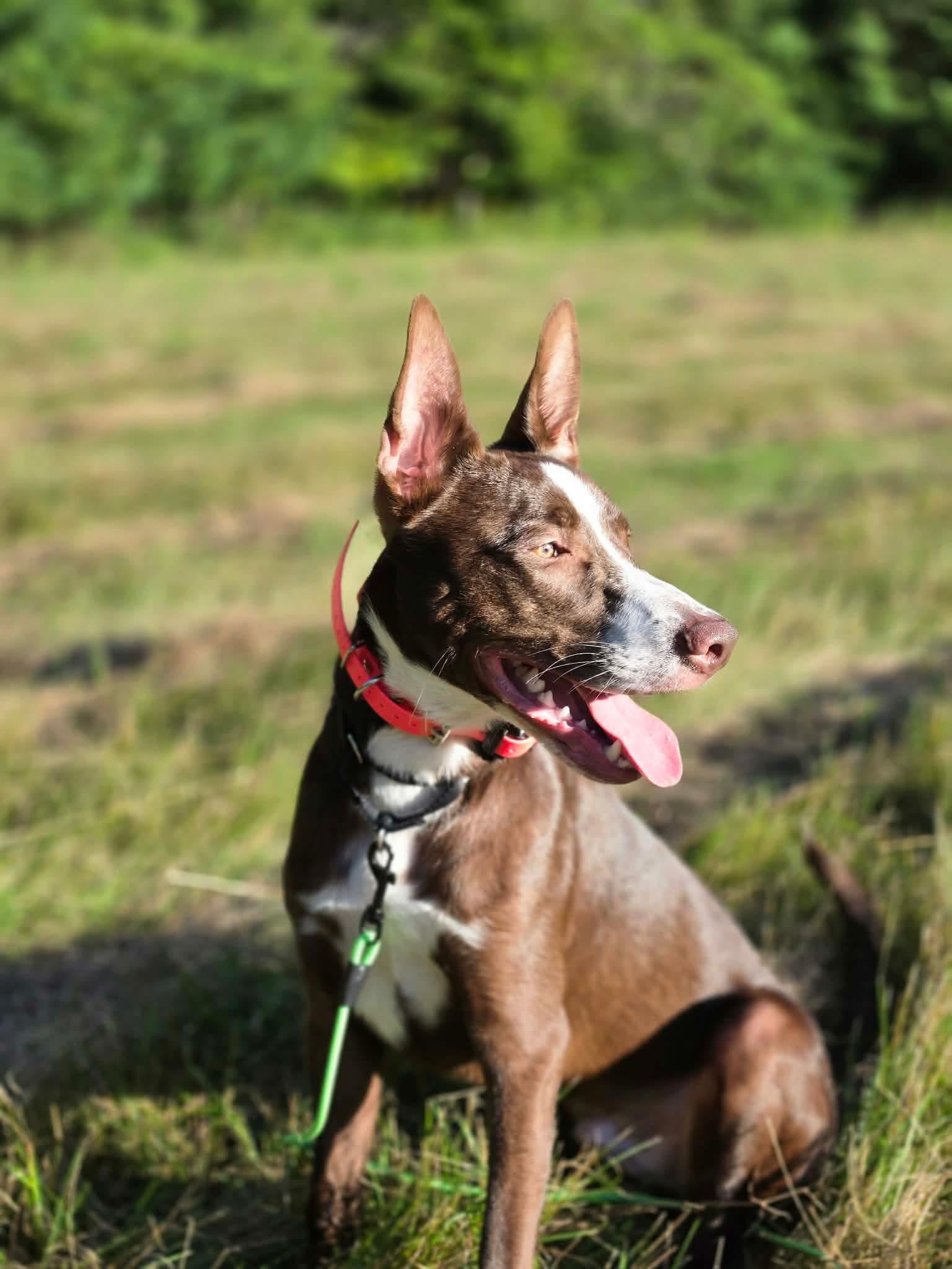 Loup-Garou, Adoptable, Young Male Border Collie.