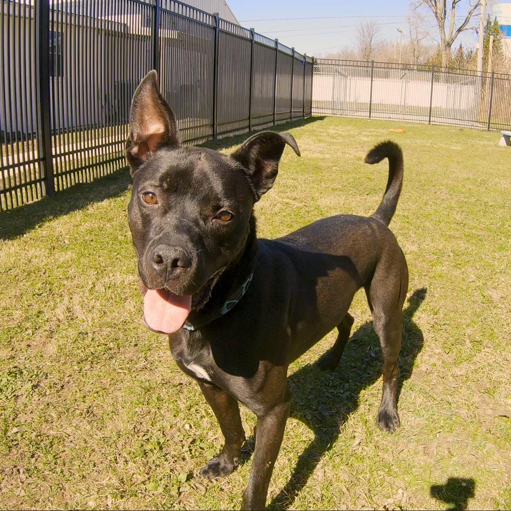 Sonar, a Adoptable Mixed Breed in South Haven, MI image 1/6