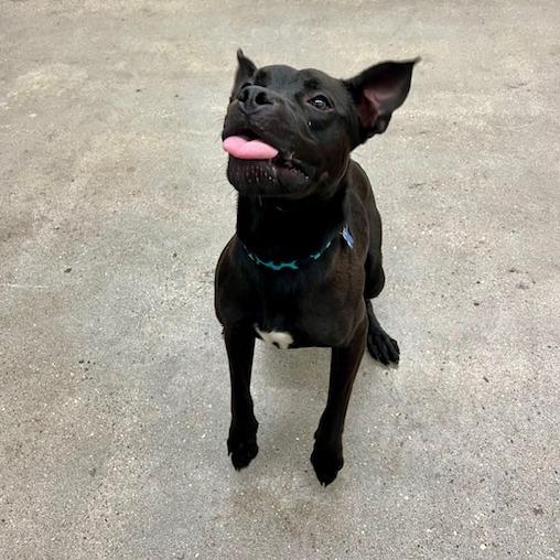 Sonar, a Adoptable Mixed Breed in South Haven, MI image 2/6