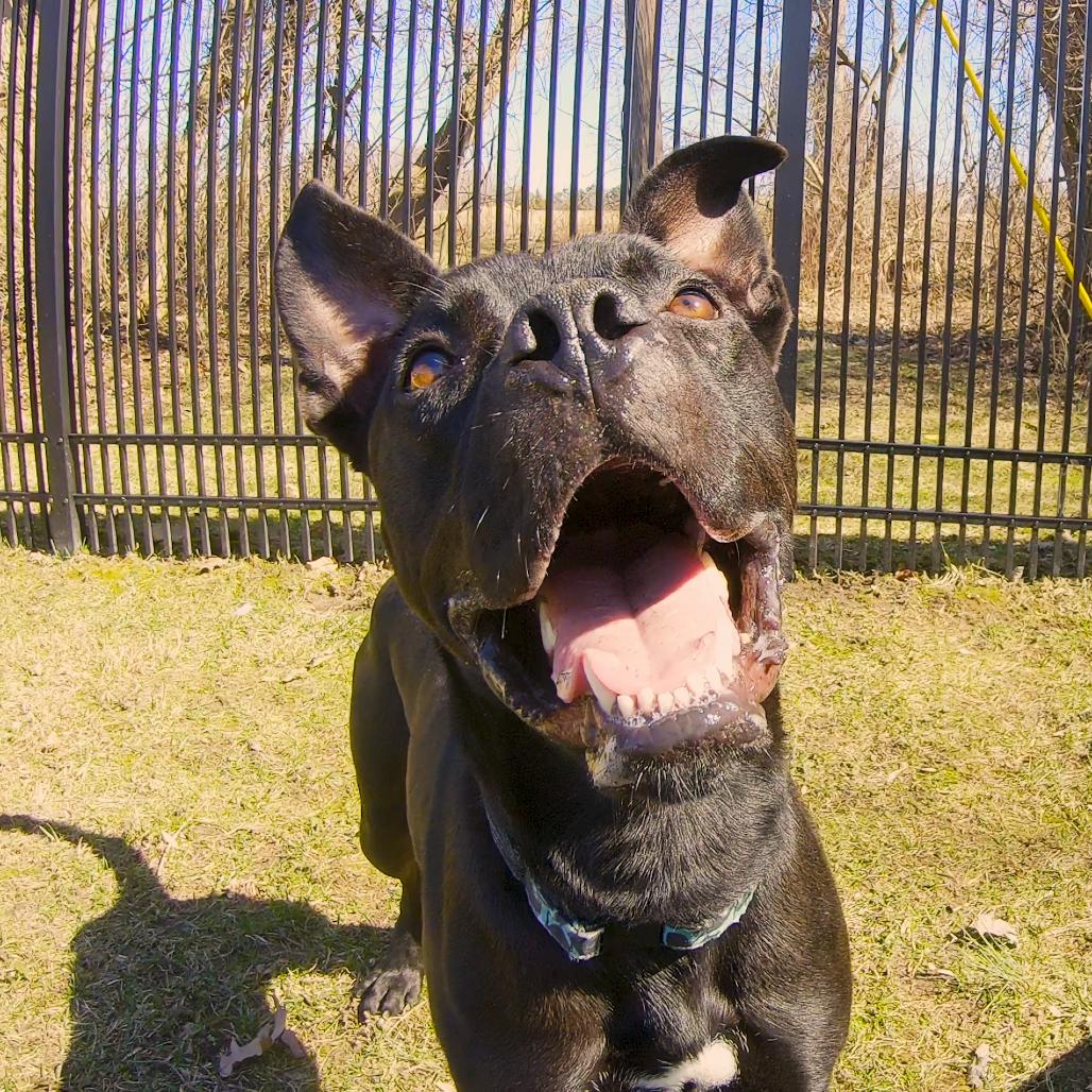 Sonar, a Adoptable Mixed Breed in South Haven, MI image 4/6