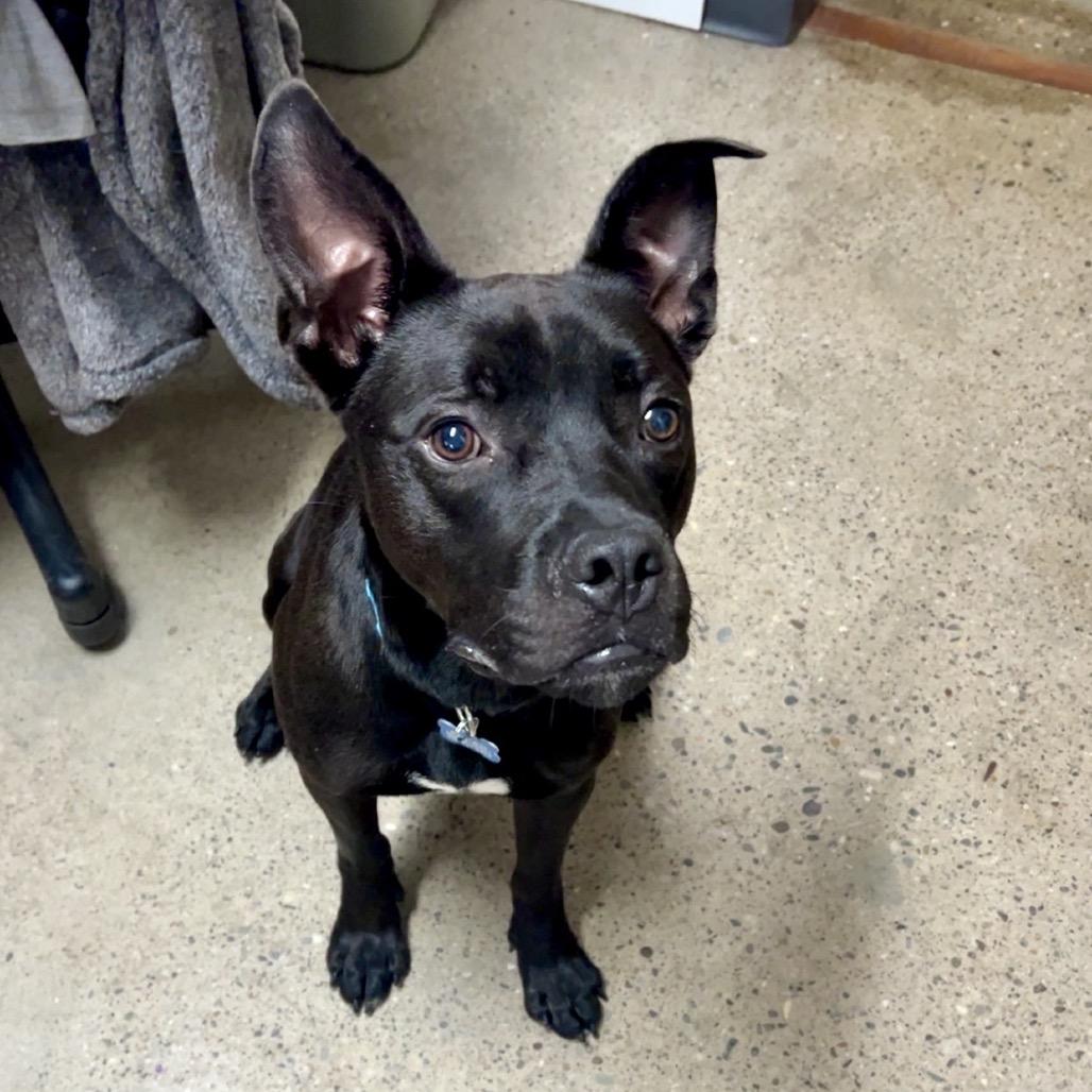 Sonar, a Adoptable Mixed Breed in South Haven, MI image 5/6