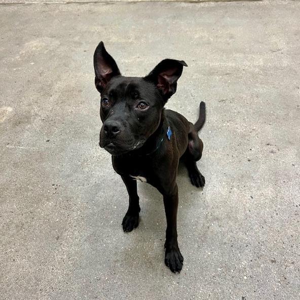 Sonar, a Adoptable Mixed Breed in South Haven, MI image 6/6