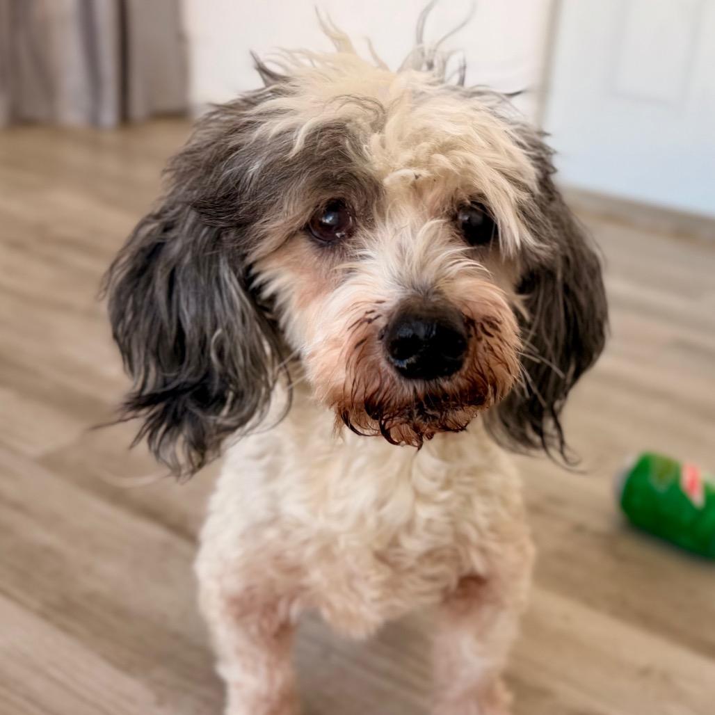 Bruno, Adoptable, Adult Male Miniature Poodle.
