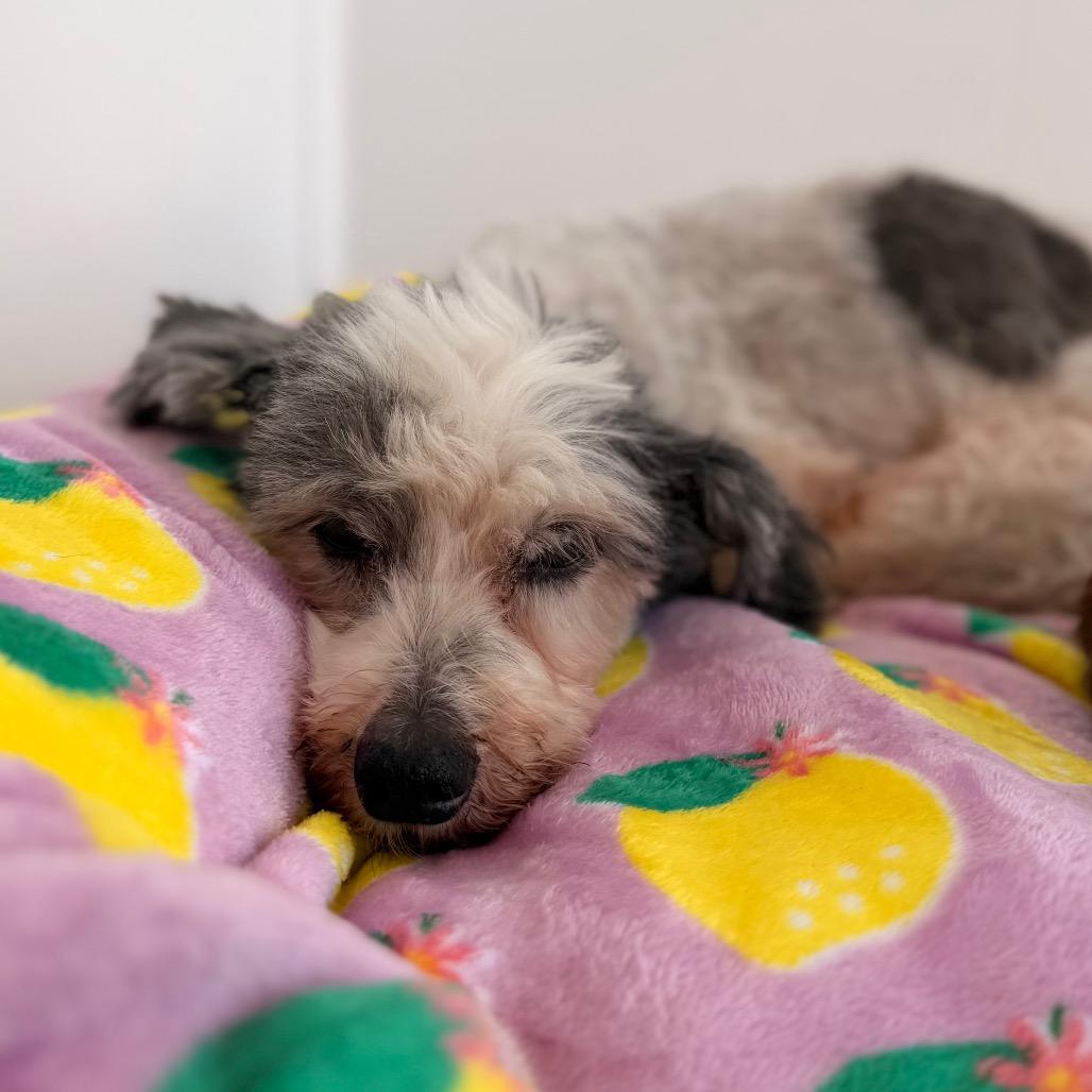 Enlarge Bruno, a Adoptable Miniature Poodle in Green Bay, WI image 2/5