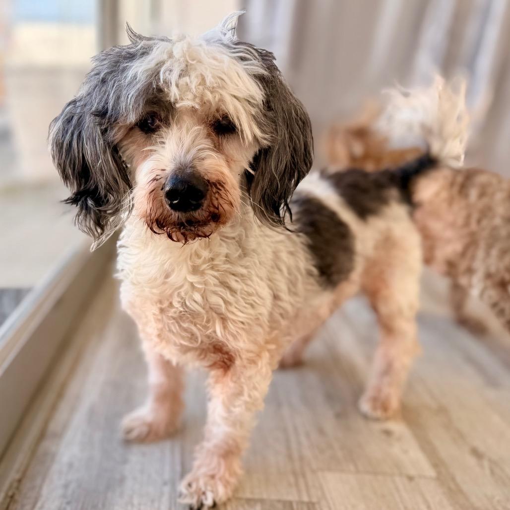Enlarge Bruno, a Adoptable Miniature Poodle in Green Bay, WI image 3/5