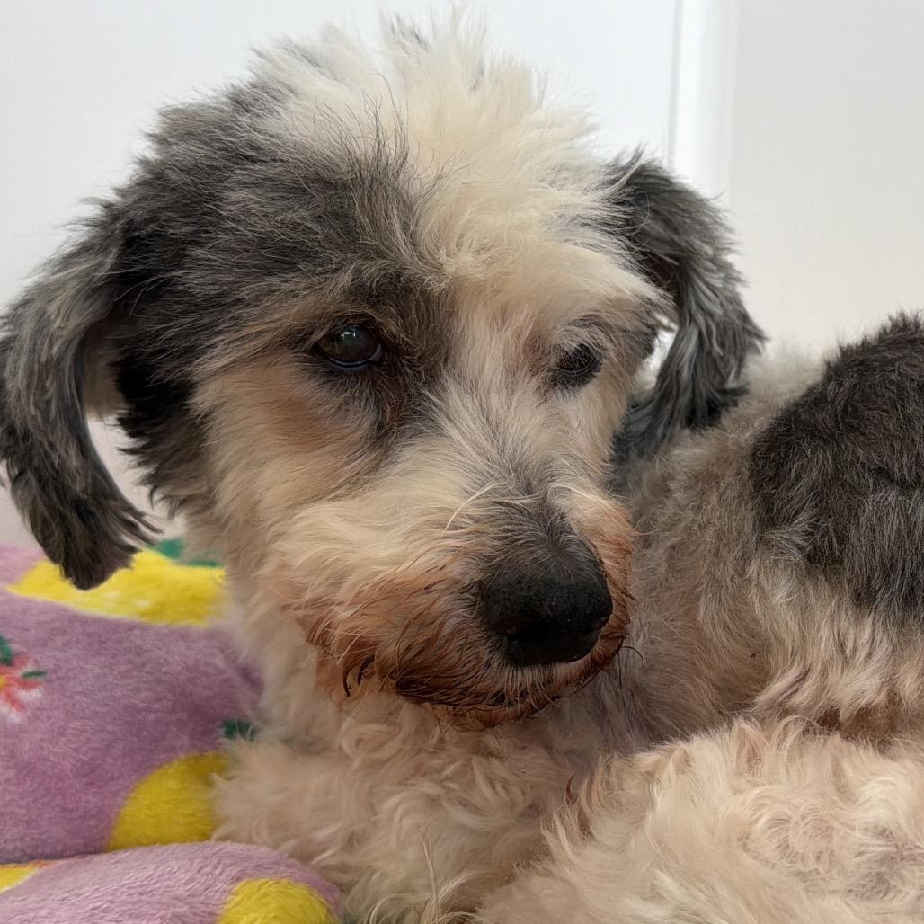 Enlarge Bruno, a Adoptable Miniature Poodle in Green Bay, WI image 4/5