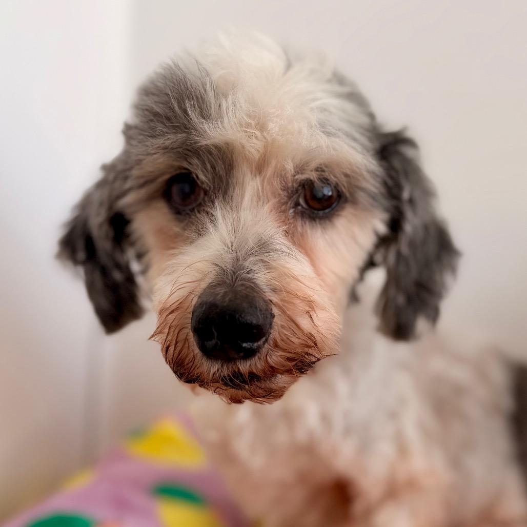 Enlarge Bruno, a Adoptable Miniature Poodle in Green Bay, WI image 5/5