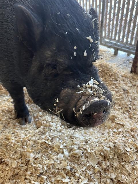 WILLIE, Adoptable, Young Male Pig.