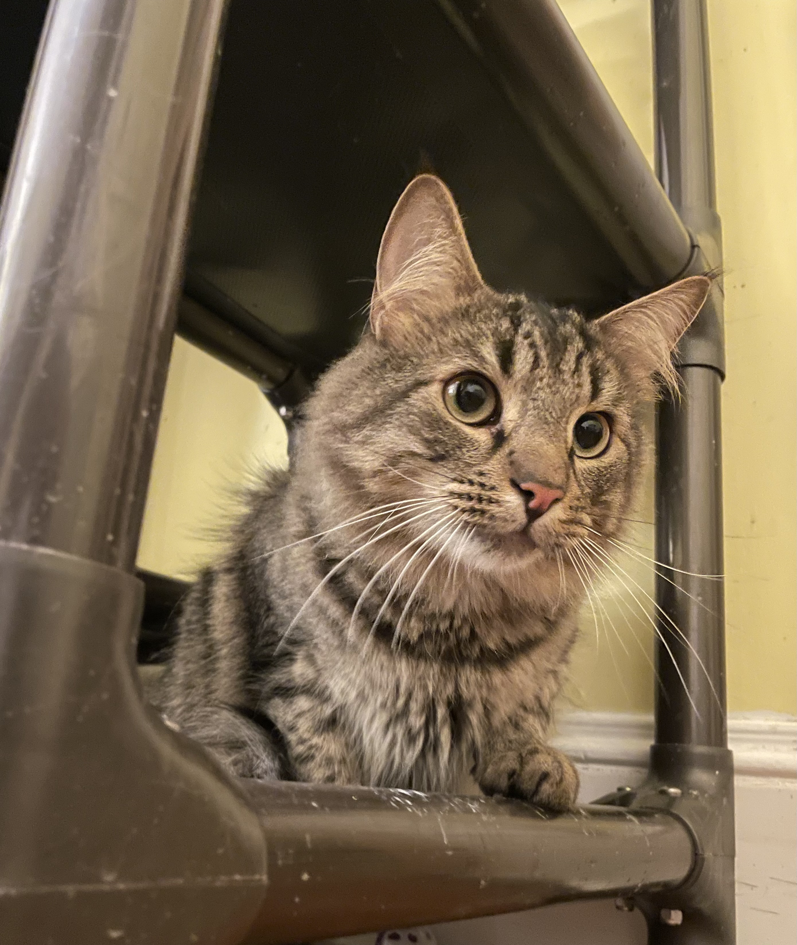 Enlarge Chaucer & Betty, a Adoptable mixed breed in Uxbridge, MA image 3/5