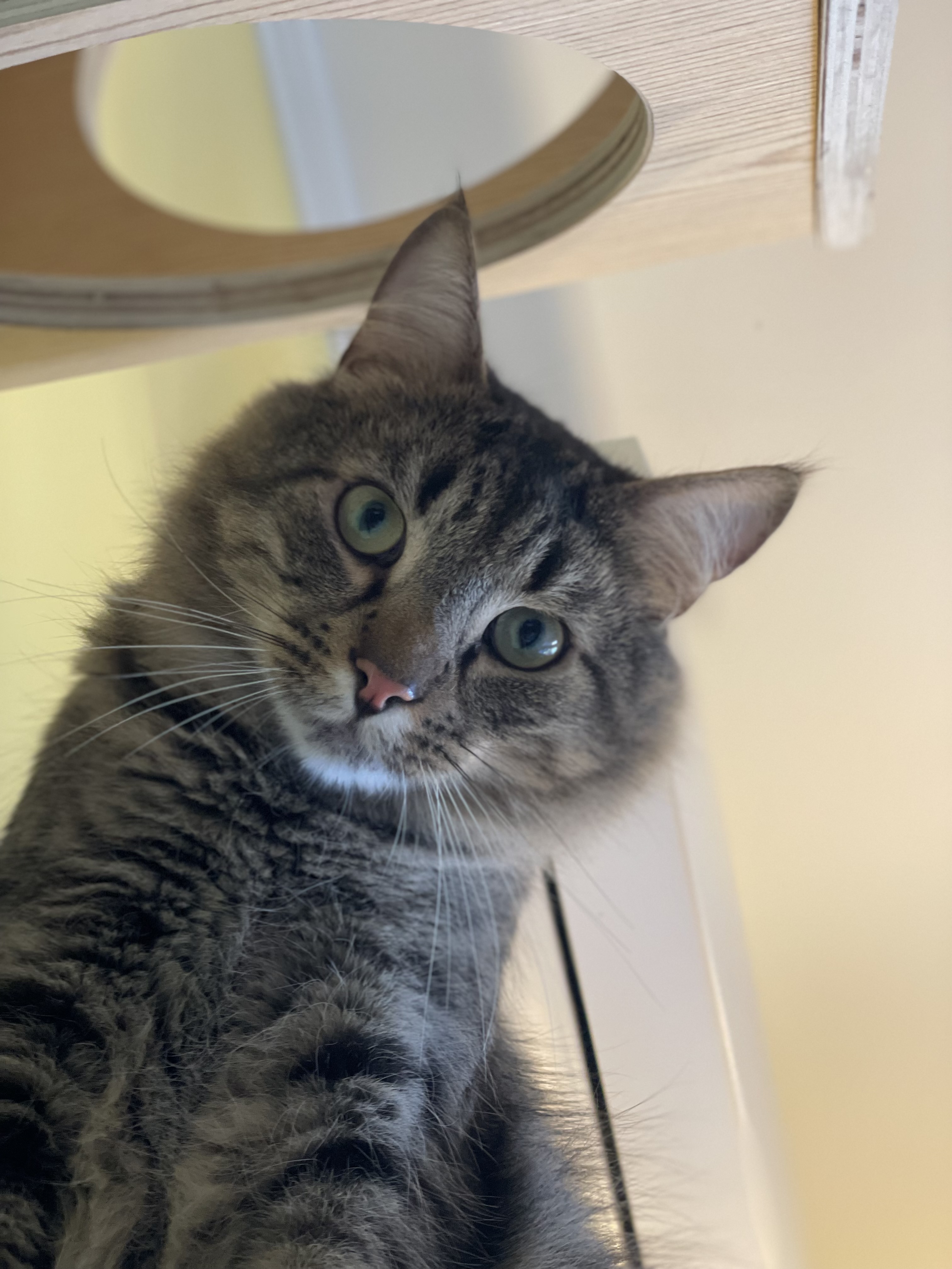 Enlarge Chaucer & Betty, a Adoptable mixed breed in Uxbridge, MA image 4/5