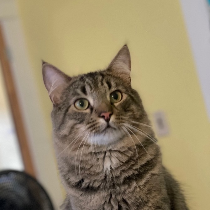Enlarge Chaucer & Betty, a Adoptable mixed breed in Uxbridge, MA image 5/5